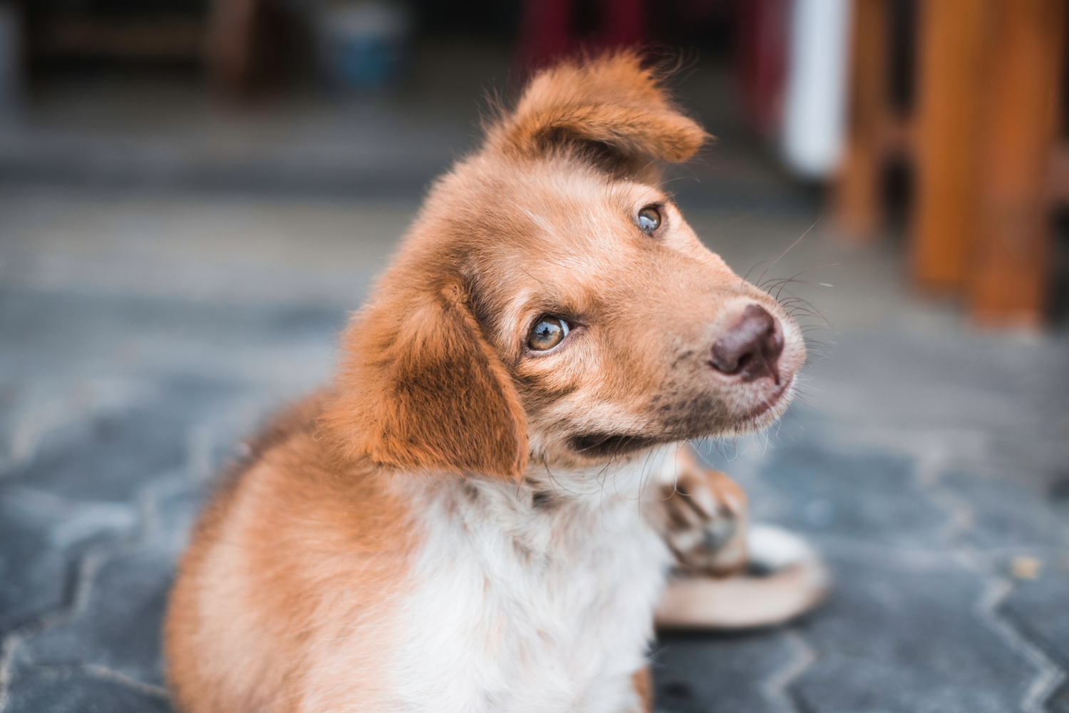 Cane che si gratta pancia e muso: cosa significa davvero e quando preoccuparsi