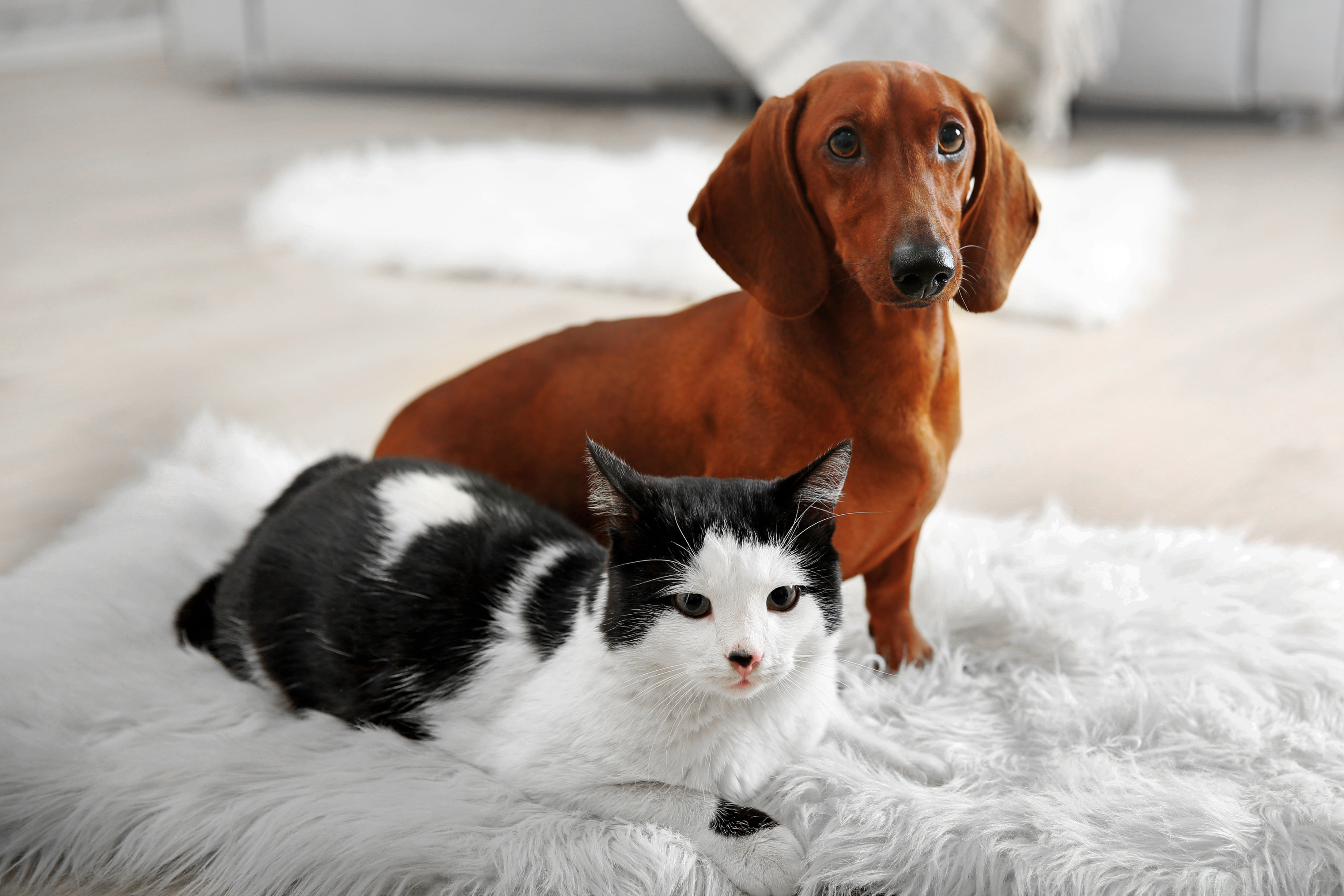 Cani e gatti si riconoscono allo specchio? Alla scoperta del mondo felino e canino