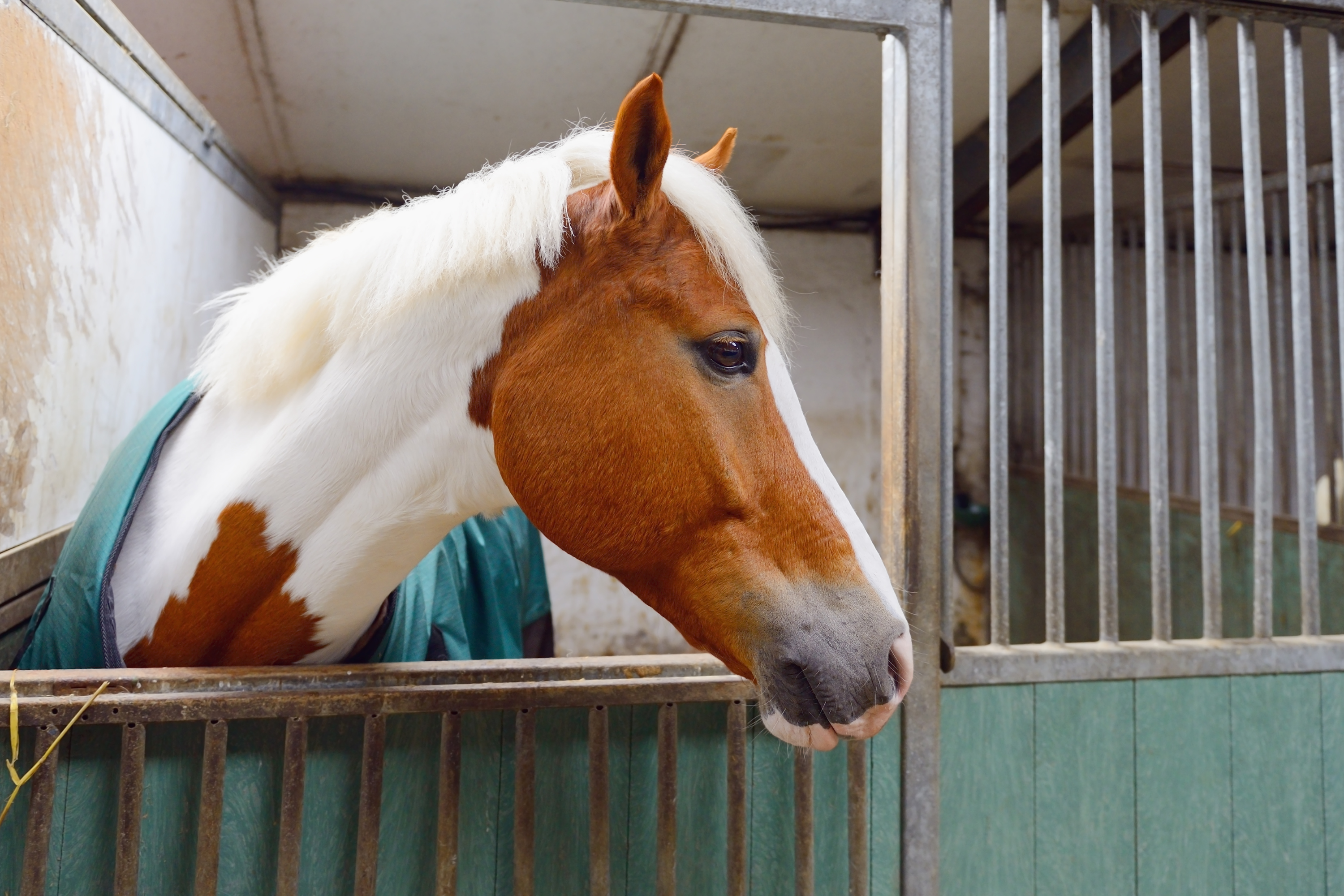 Cavalli in inverno: come proteggerli dal freddo e mantenerli in salute