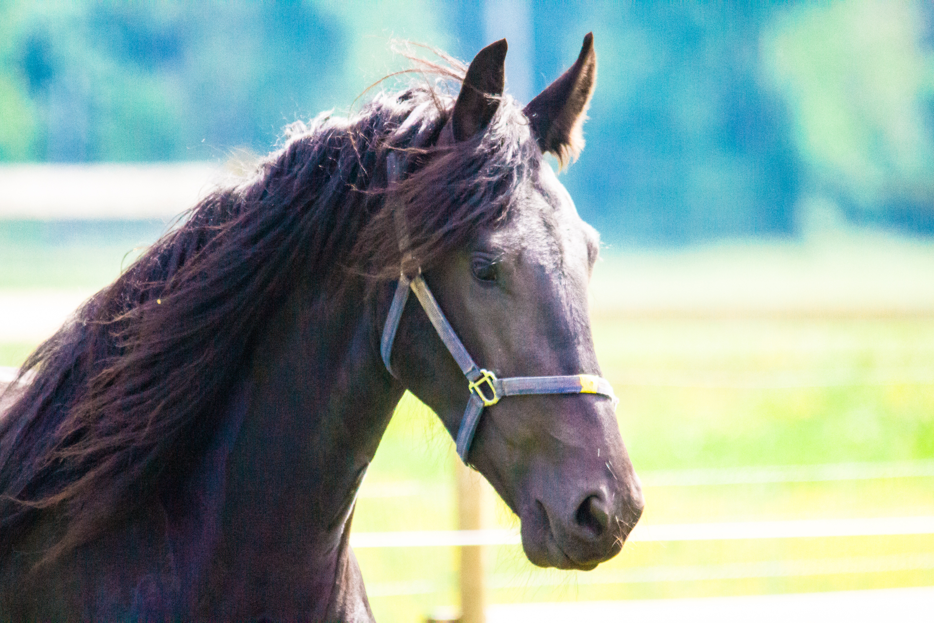 Cavallo Frisone: Eleganza e Forza in una Razza Iconica