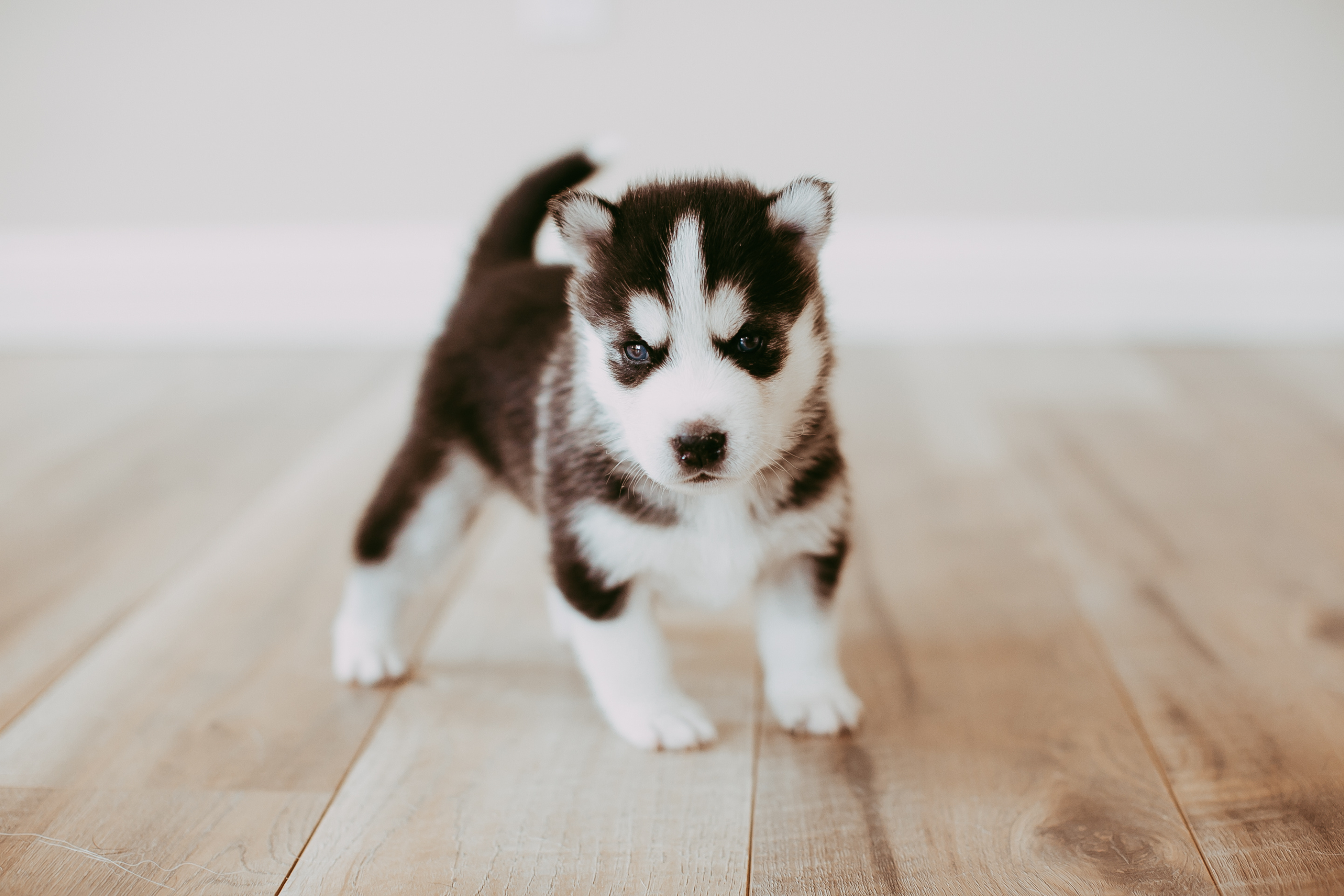 Che differenza c'è tra Husky e Alaskan Malamute? La guida completa per non confonderli mai più