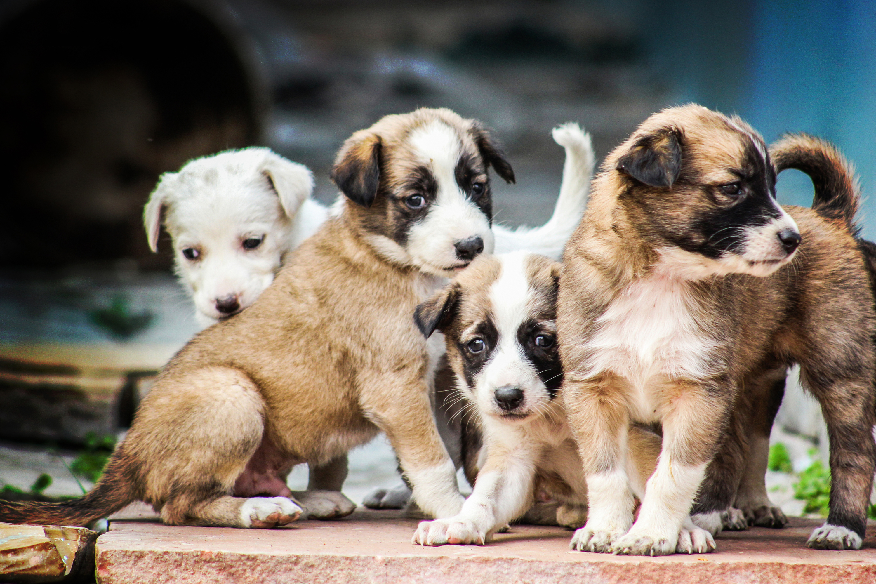 Come accogliere un cucciolo in casa