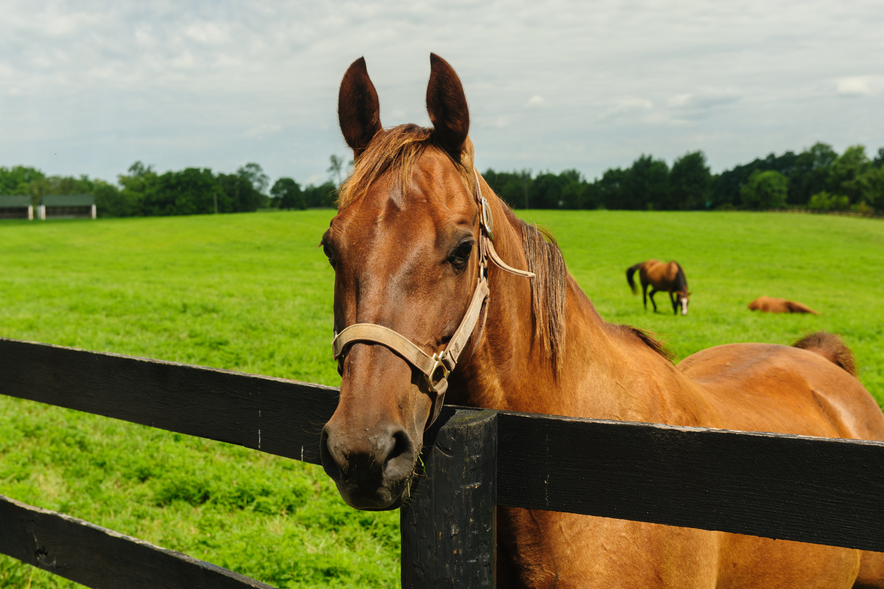 Come Aiutare un Cavallo Tendenzialmente Letargico