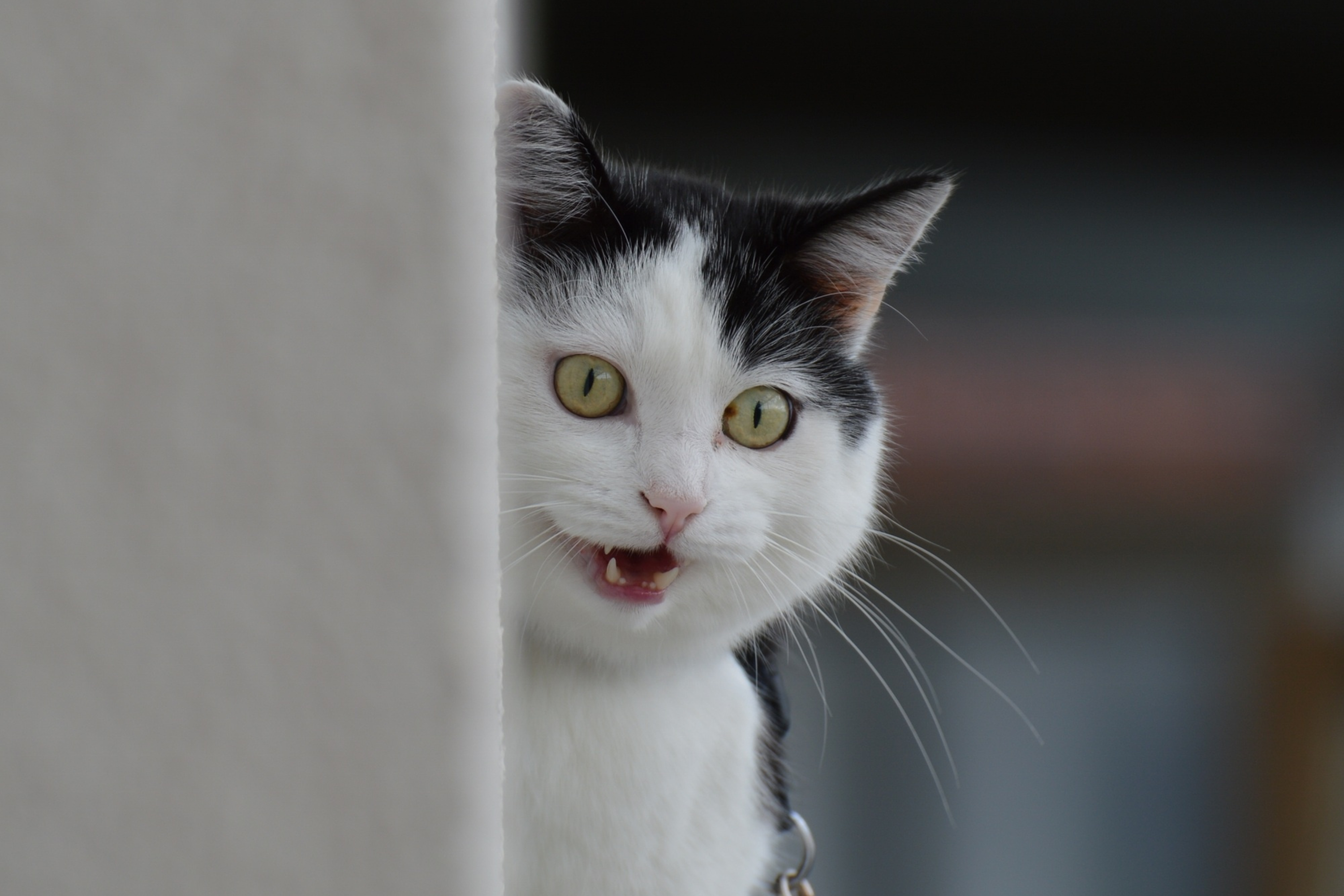 Come Capire se il Gatto ha Caldo? Guida Completa per Riconoscere i Segni del Surriscaldamento