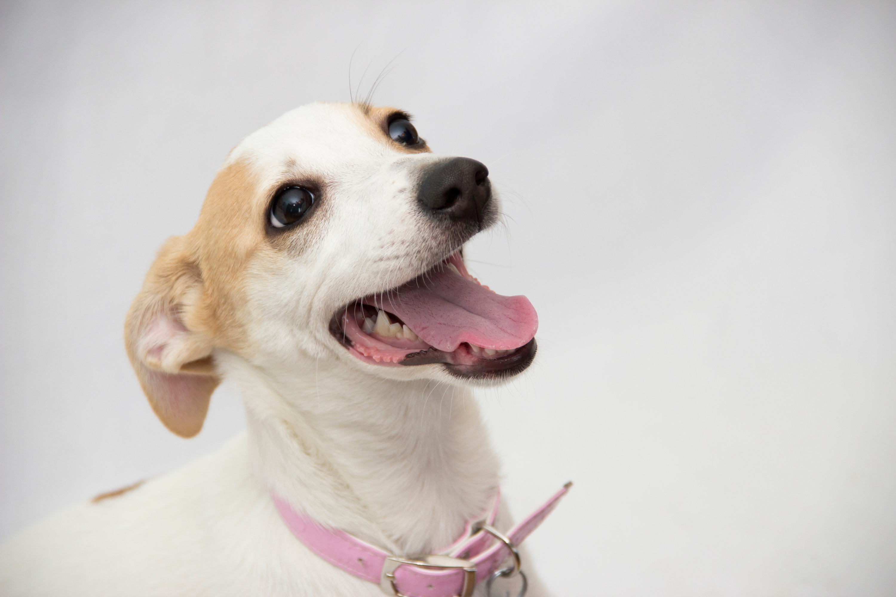 Come Capire se il Tuo Cane è Felice