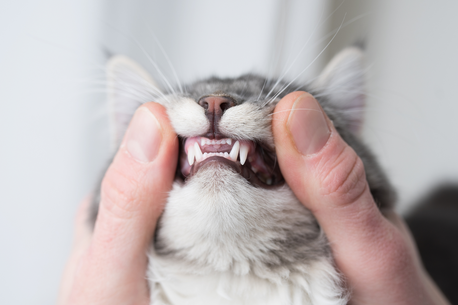 Come Lavare i Denti al Gatto: Guida Completa per l'Igiene Orale