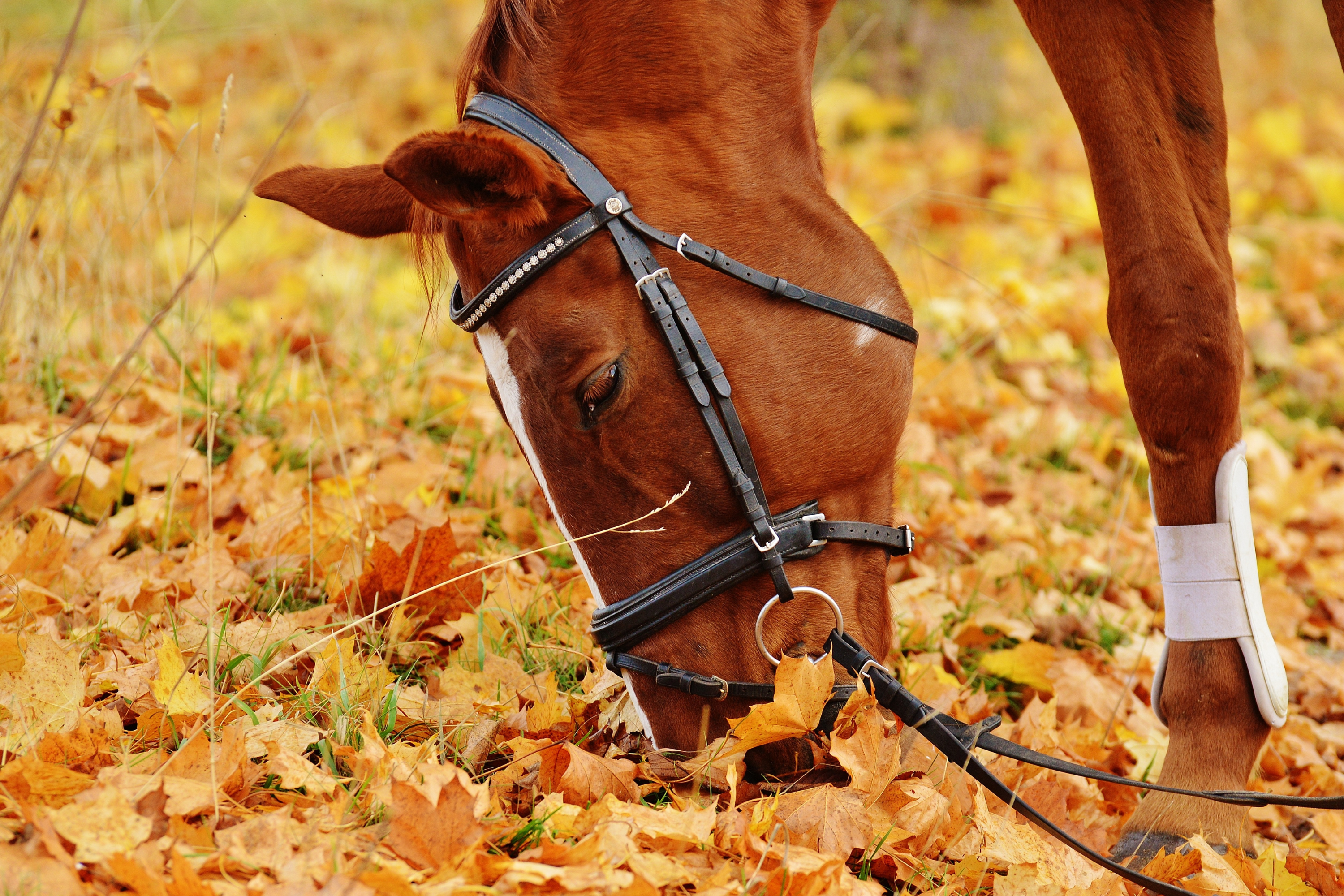 Come Proteggere il Cavallo dal Freddo: Guida Completa