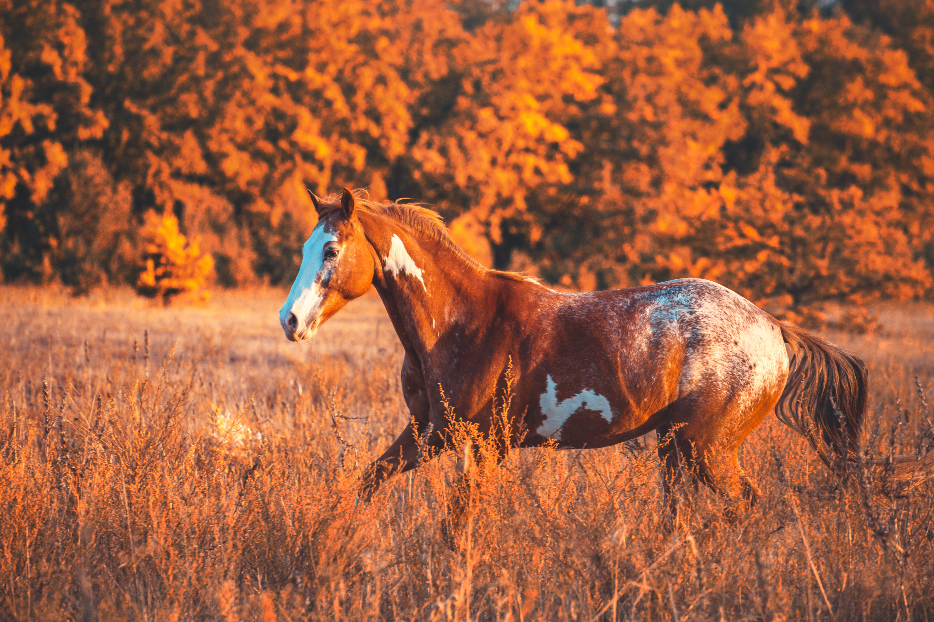 Come Supportare il Sistema Immunitario del Cavallo