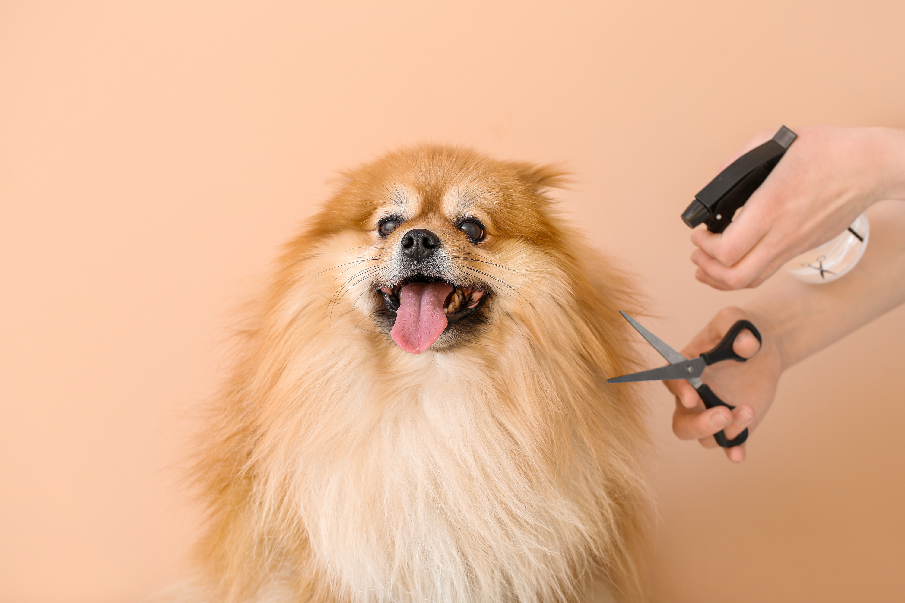 Come Togliere i Nodi ai Cani con Pelo Lungo