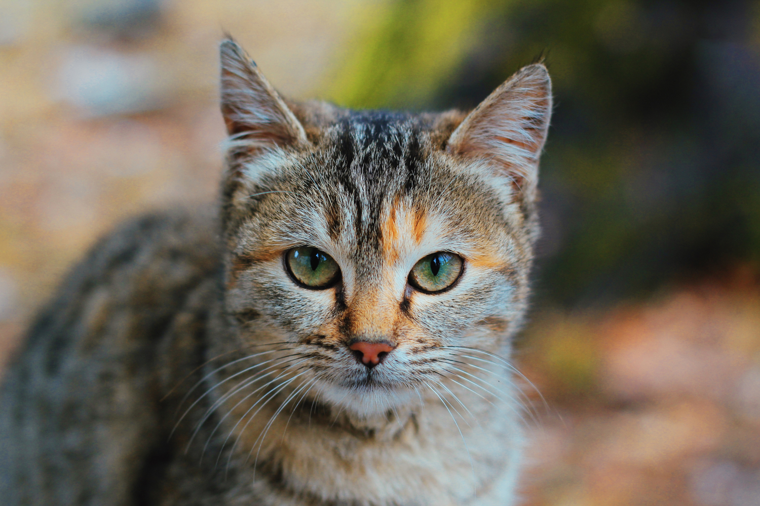 Come vedono i gatti al buio? La straordinaria vista dei gatti