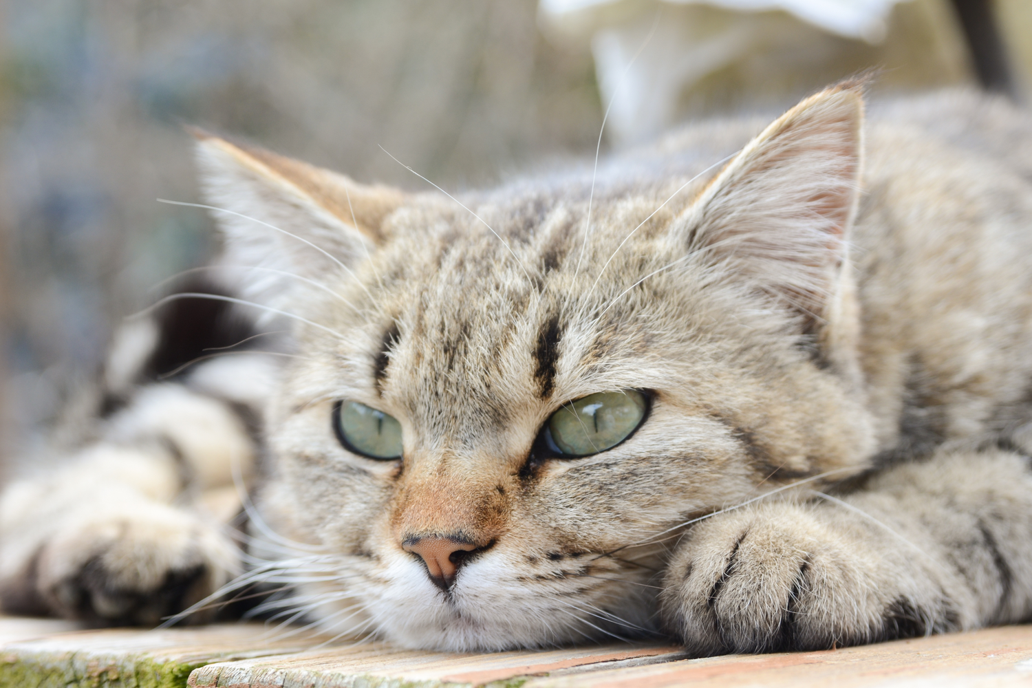 Come capire se il gatto è arrabbiato: 5 segnali che non devi ignorare