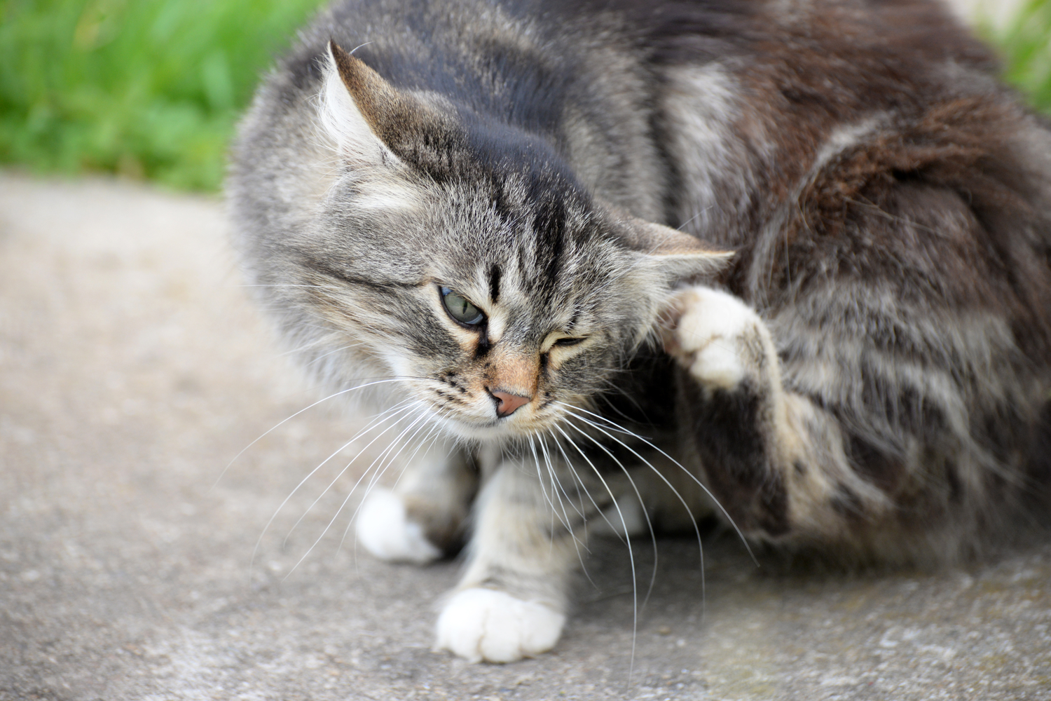 Come capire se il gatto ha le pulci: guida completa per riconoscere e agire subito