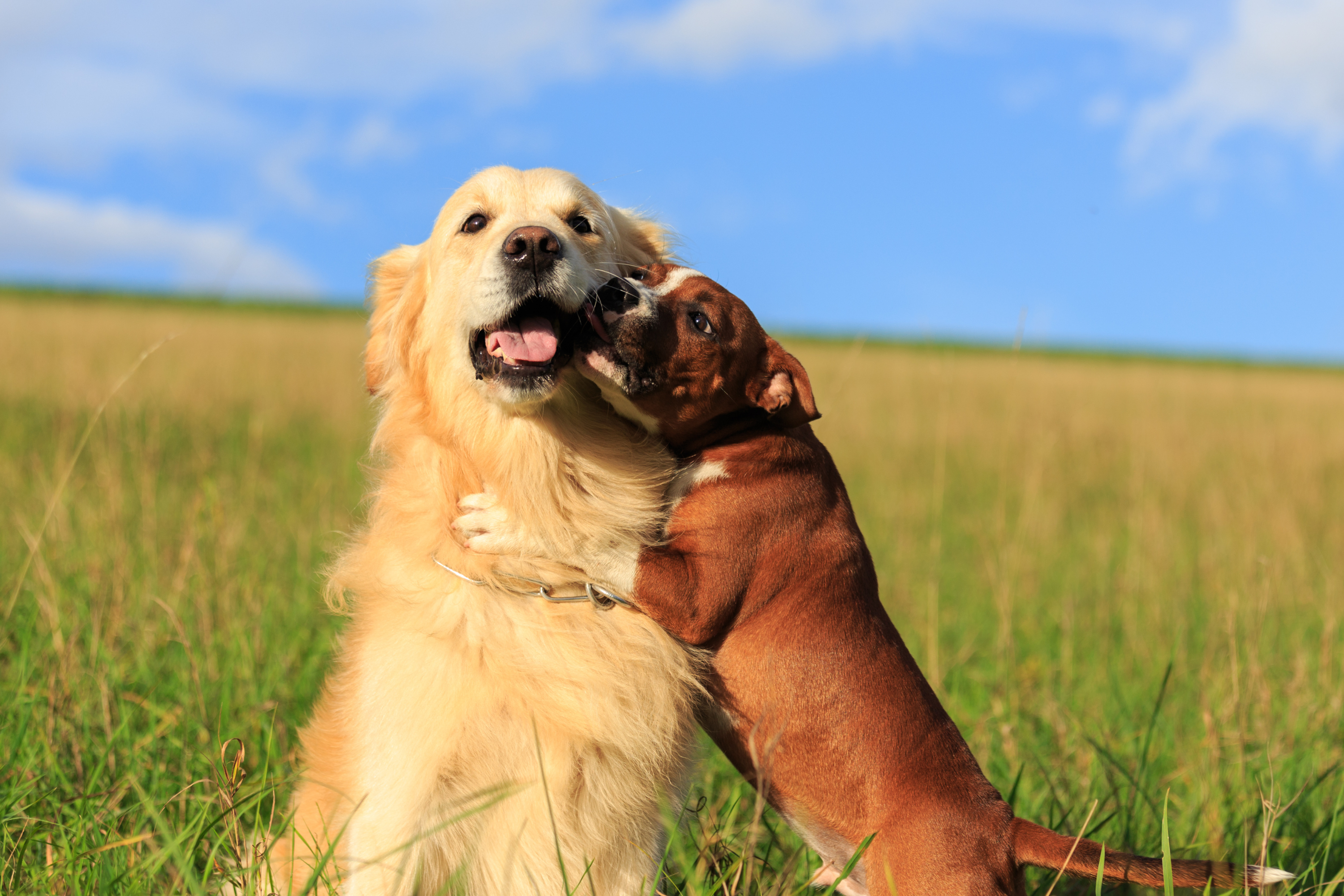 Come capire se il tuo cane ha bisogno di un compagno: segnali, consigli e valutazioni