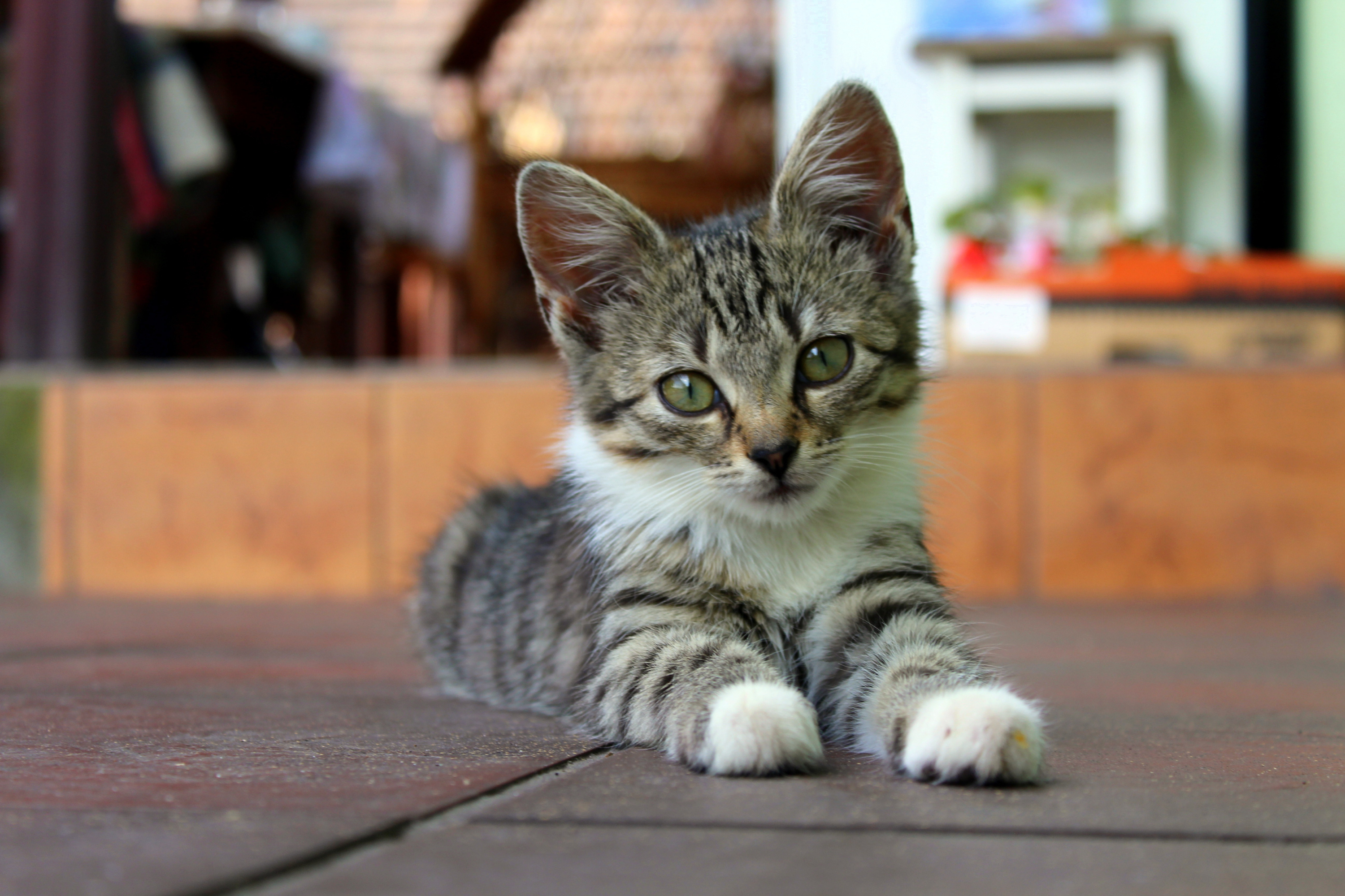 Come gestire la gravidanza nel gatto: Guida completa per proprietari responsabili