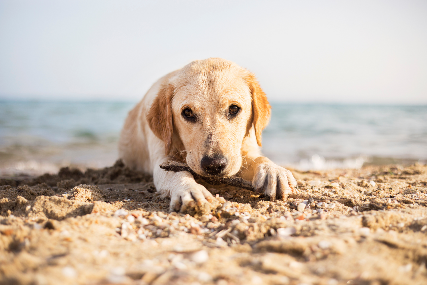Come portare il cane in spiaggia in sicurezza
