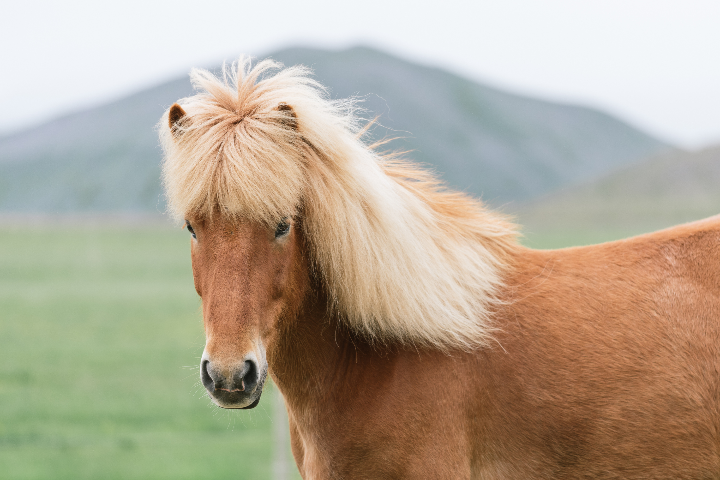 Come prendersi cura della criniera del cavallo