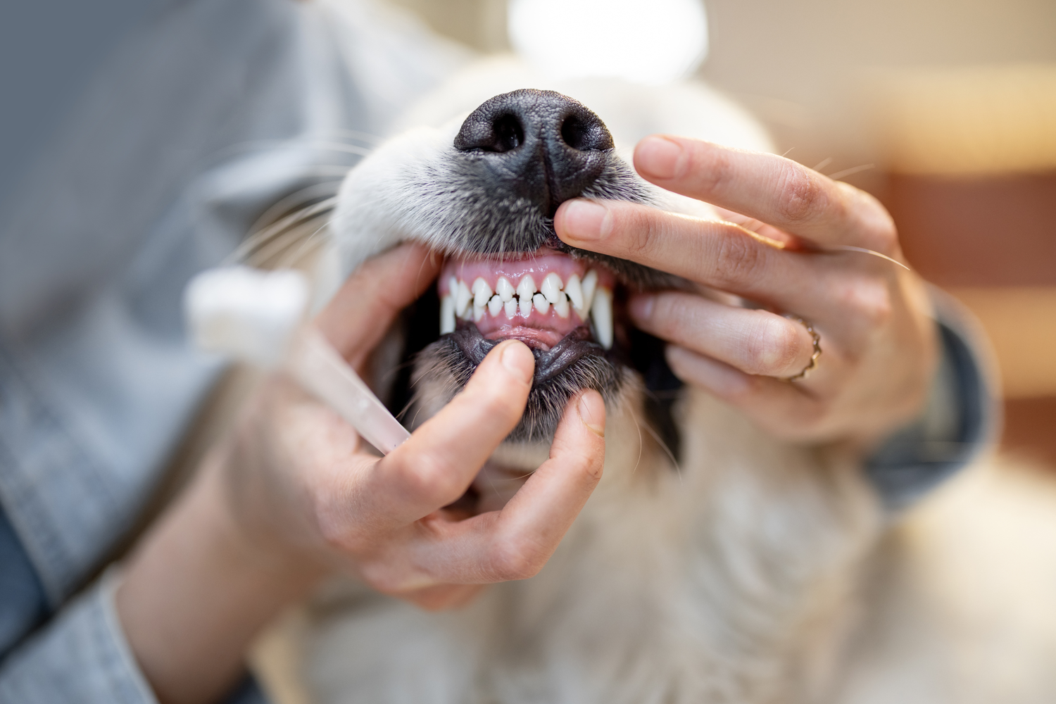 Come pulire i denti al cane