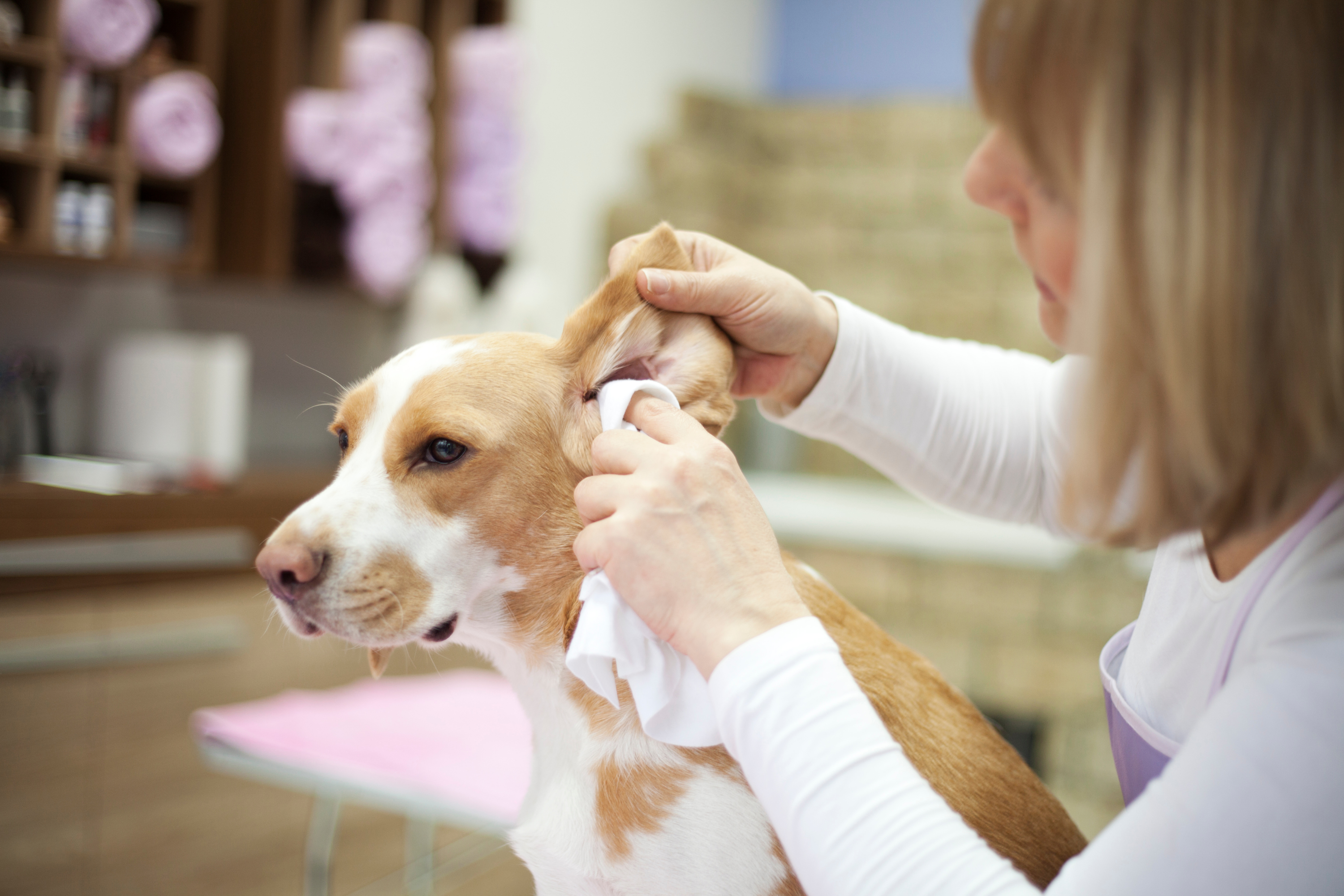 Come pulire le orecchie del cane dopo il mare