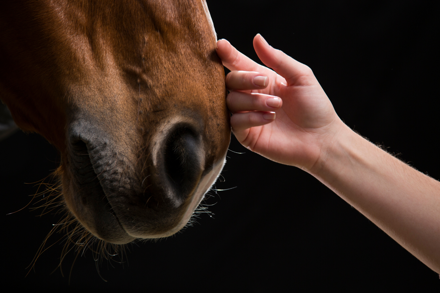 Come respirano i cavalli? Guida completa all'apparato respiratorio equino