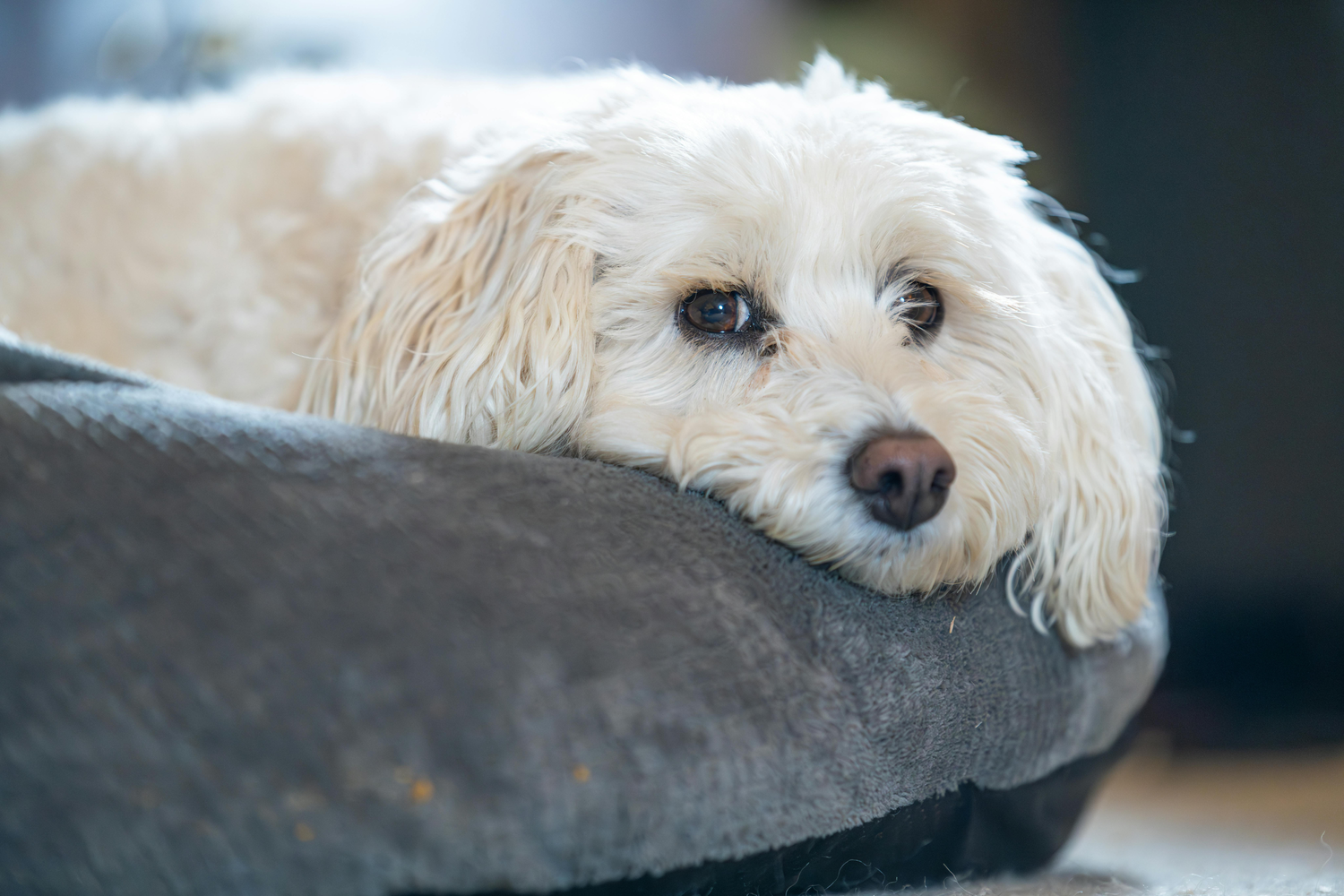 Come riscaldare la cuccia del cane: guida completa per l'inverno
