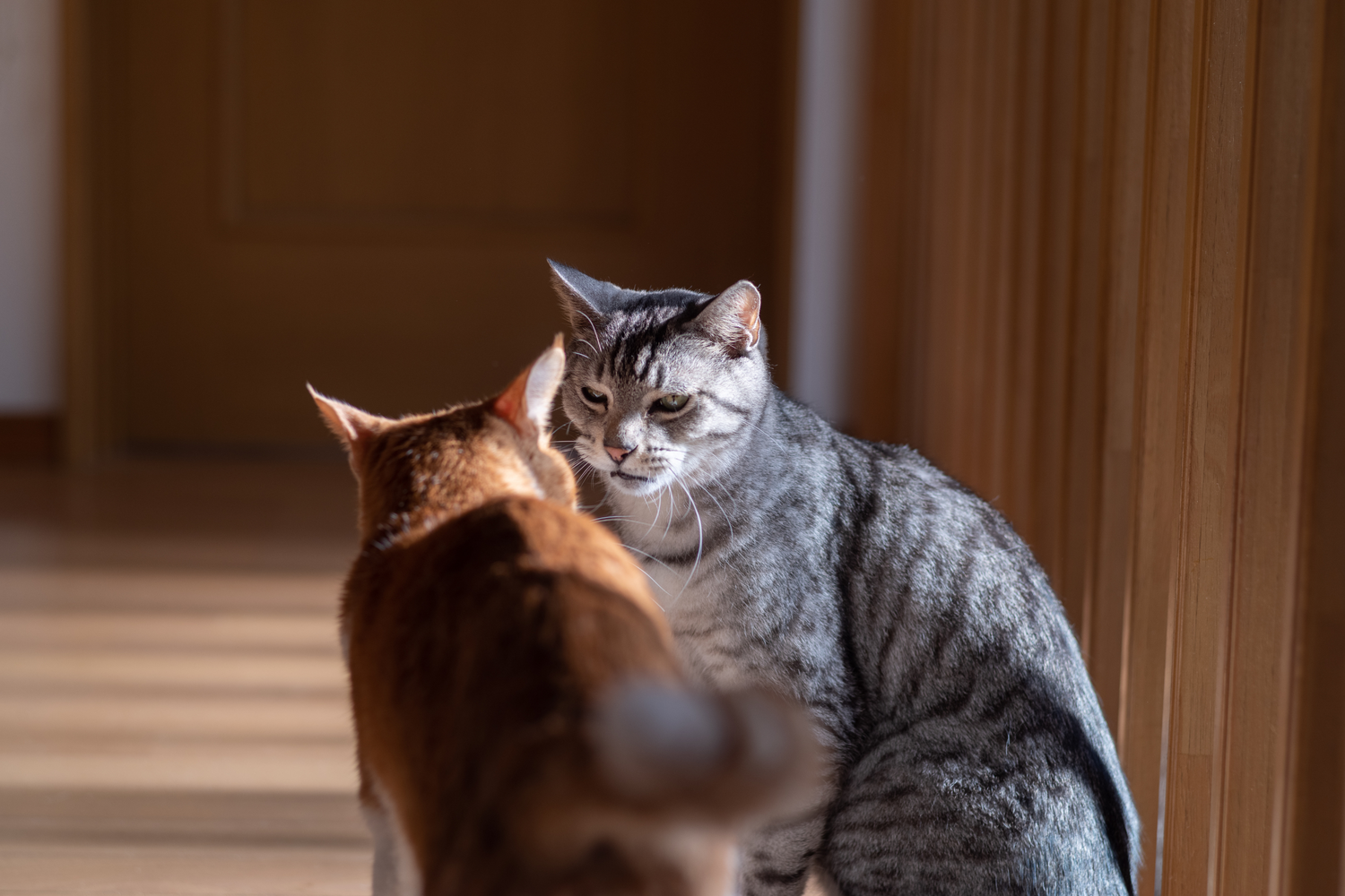 Come si salutano i gatti? Il linguaggio segreto dei nostri felini