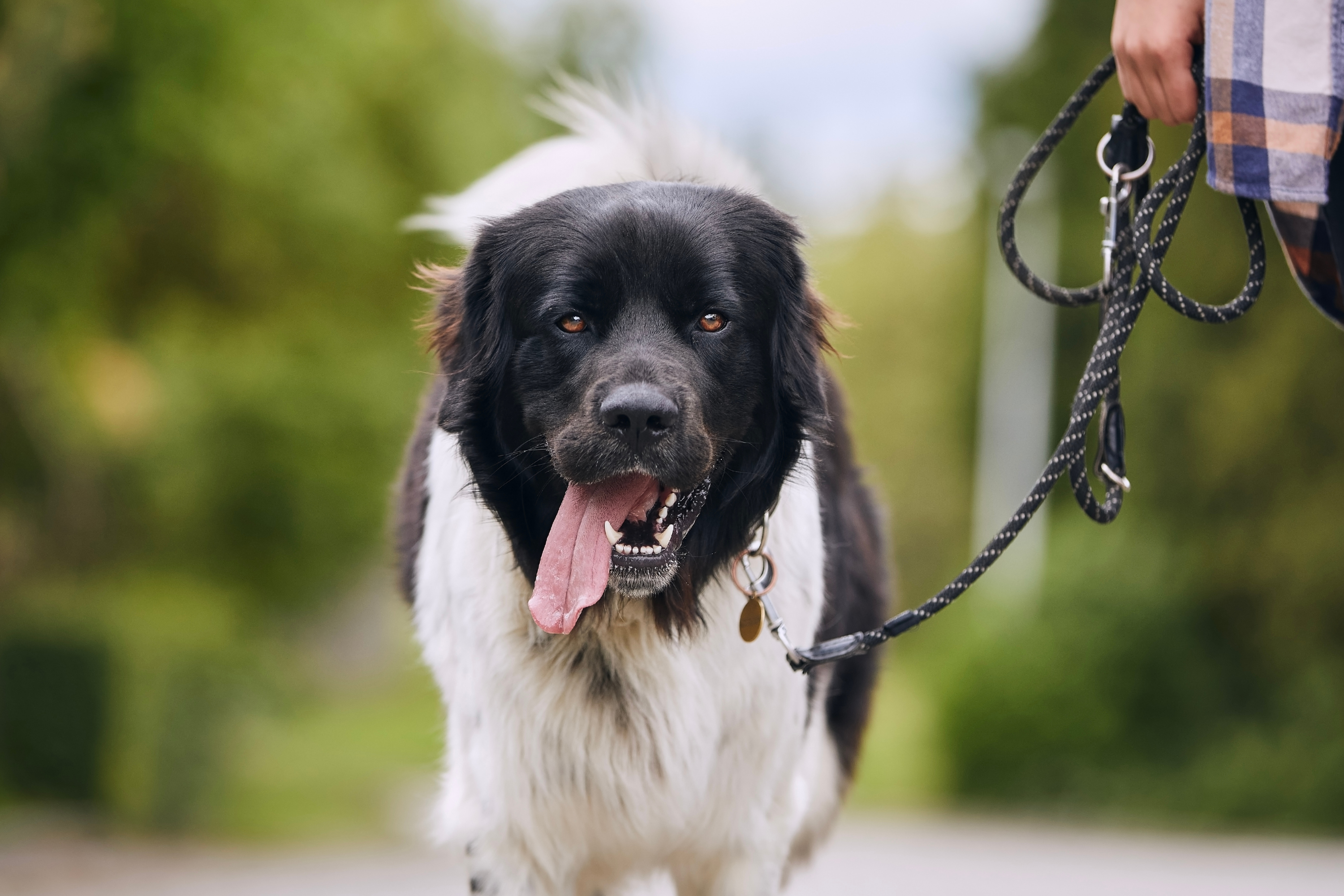 Comportamento del cane dopo la sterilizzazione: cosa cambia davvero (e cosa no)