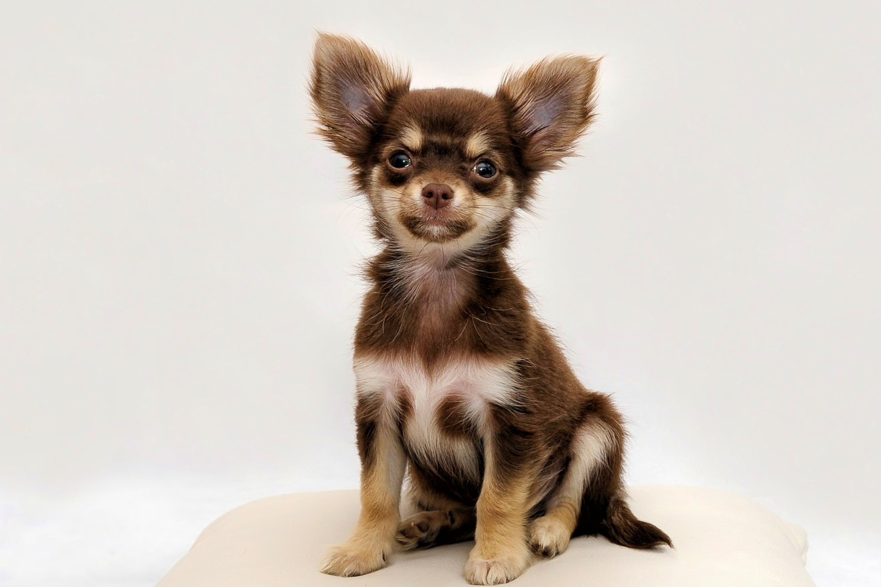 Cos'è la Giardia? Definizione e Cause dell'Infezione