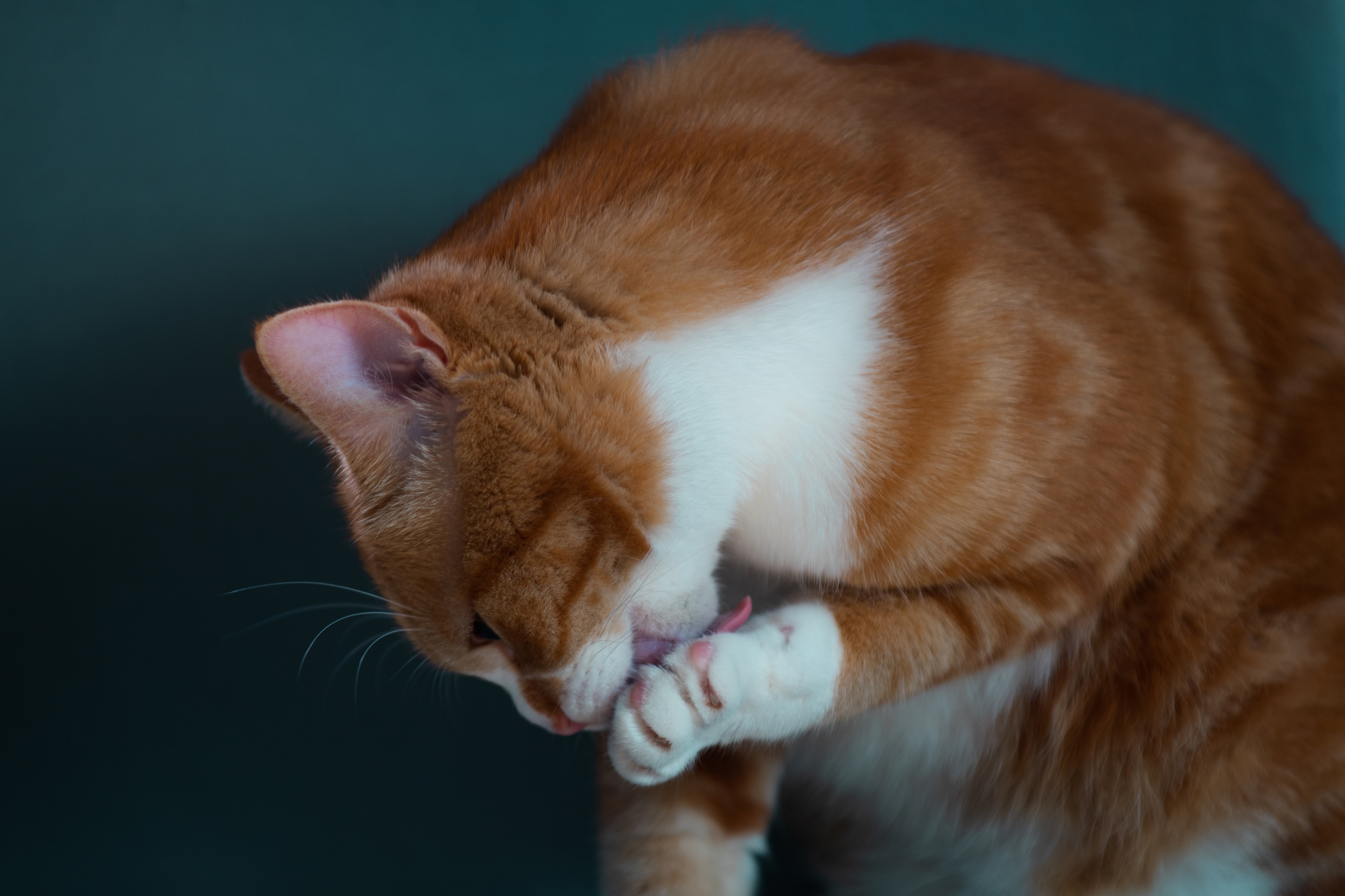 Cosa succede se il Gatto Lecca l'Antipulci? Guida Completa