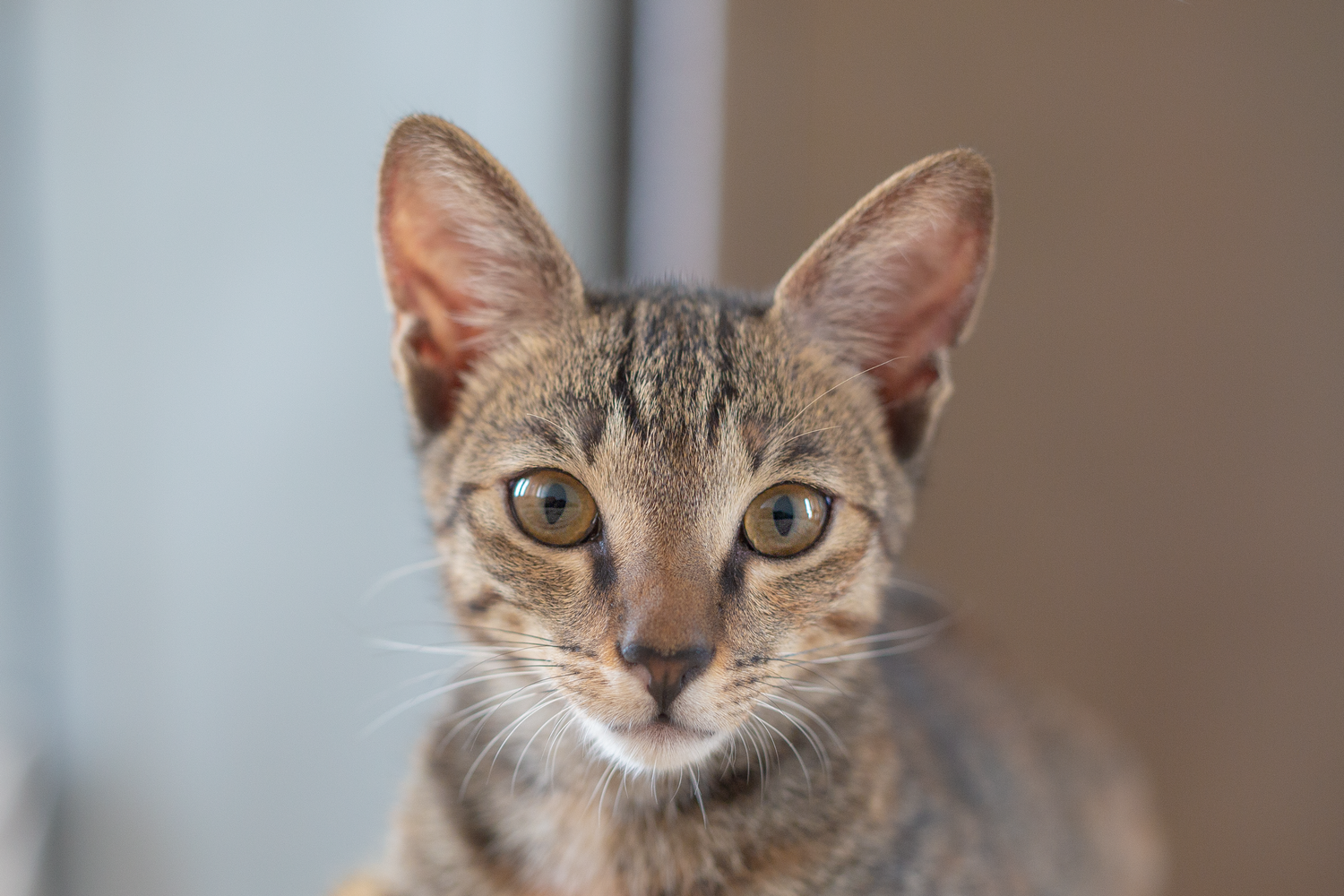 Cosa deve mangiare il gatto in inverno? 