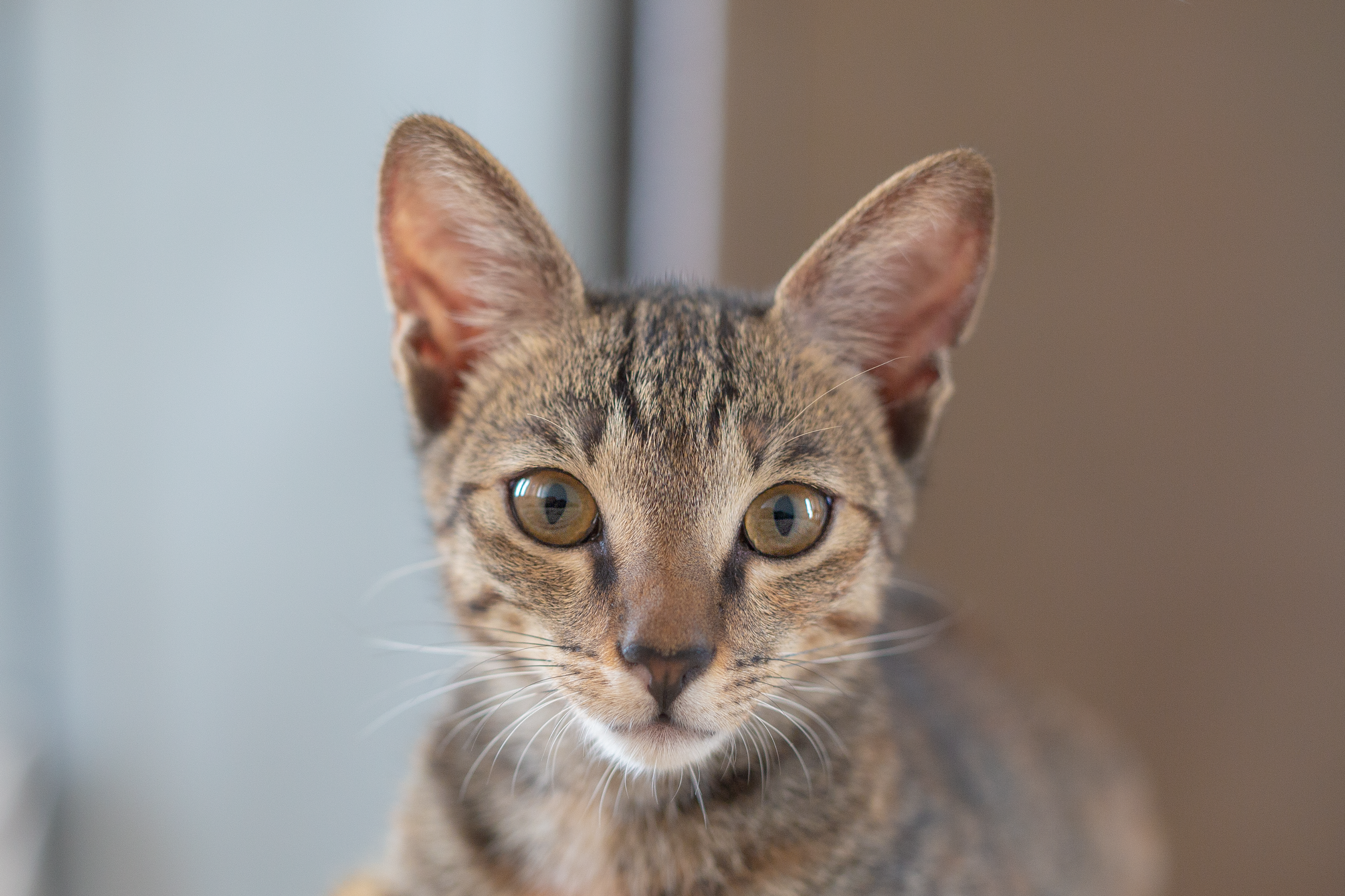 Cosa deve mangiare il gatto in inverno? 