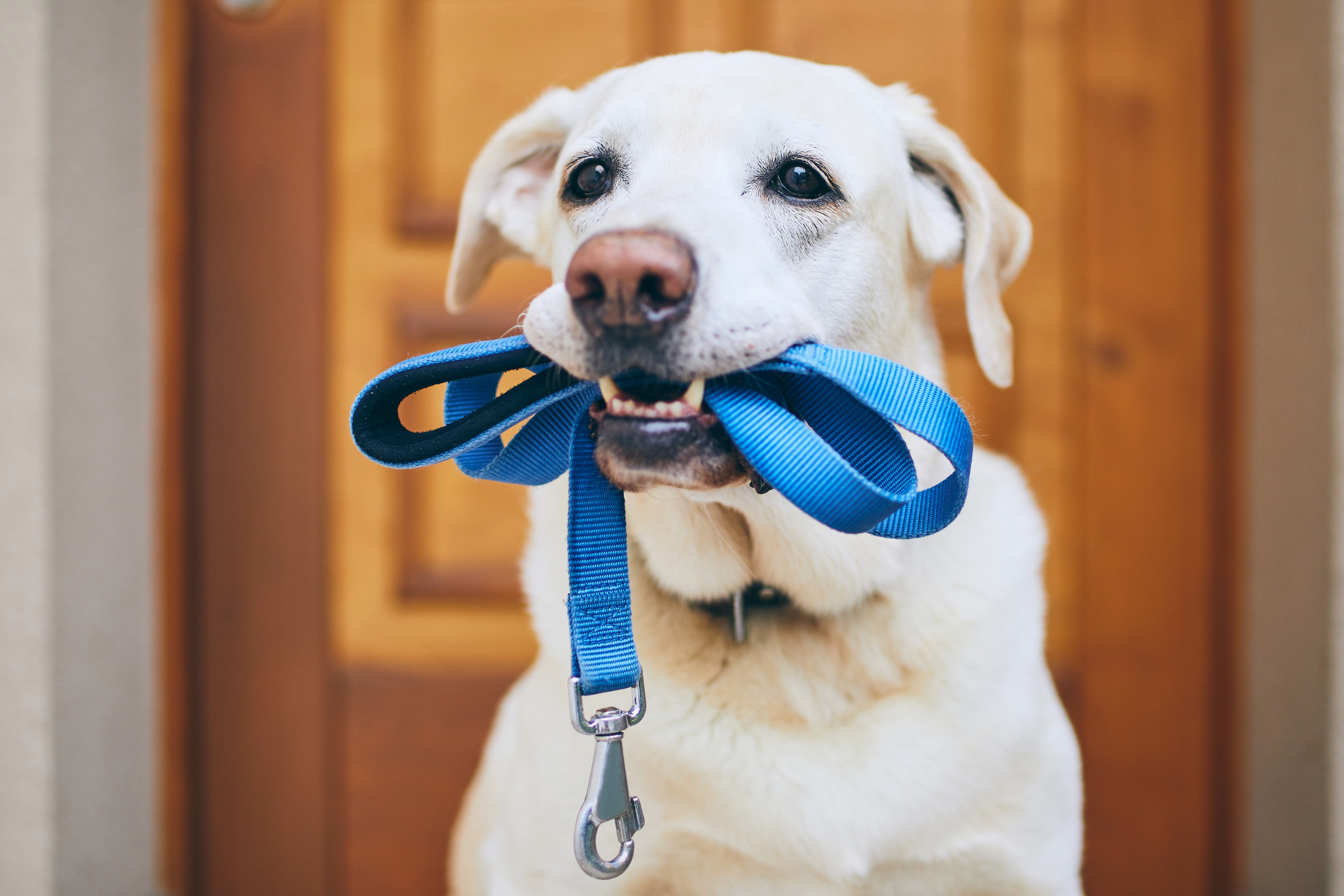 Cosa portare quando si esce con il cane in estate: la guida per una giornata perfetta
