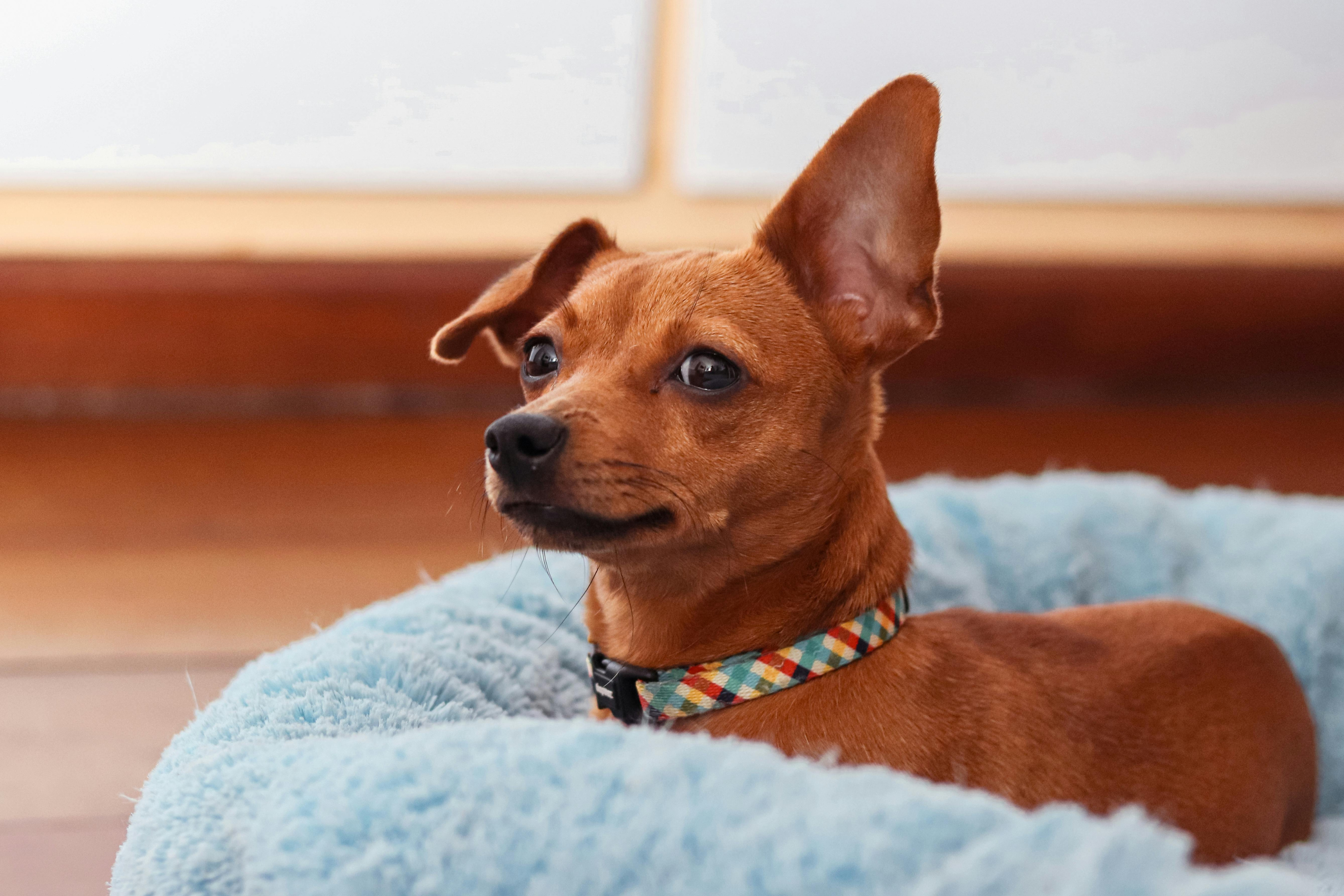 Cosa significa quando il cane da l'agguato? Tutti i segreti dietro questo comportamento
