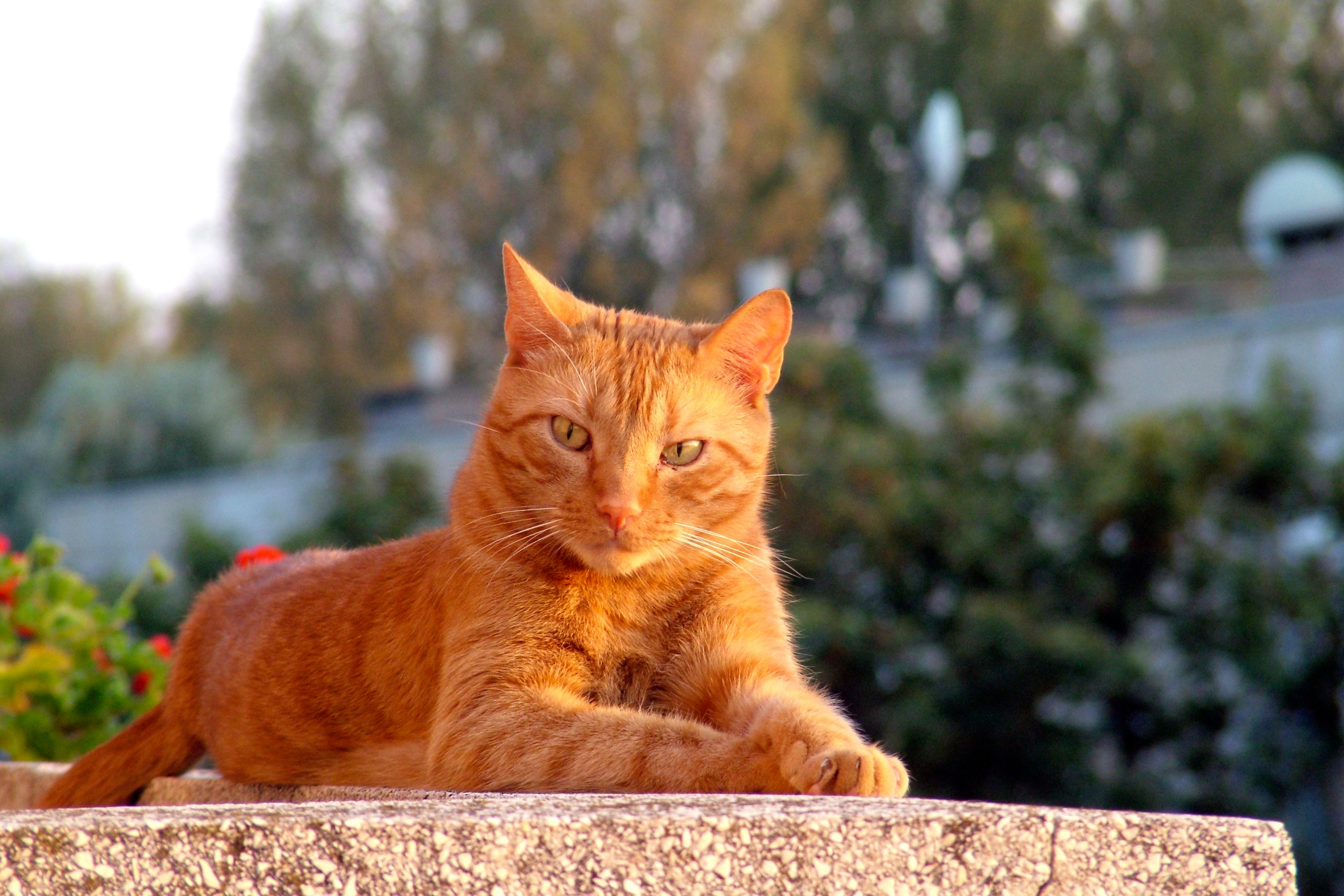 Cosa significa quando il gatto si strofina sugli oggetti?