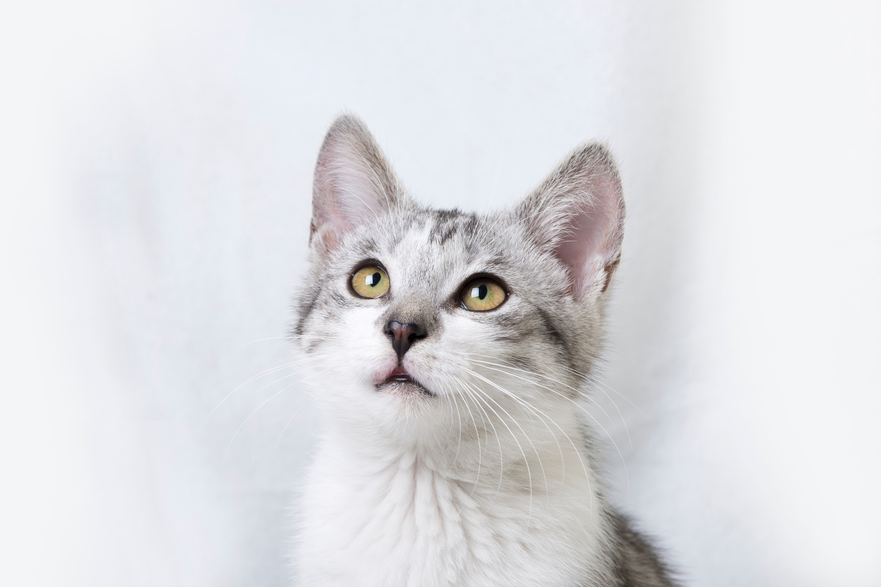 Cosa significa quando il gatto ti guarda mentre dormi?
