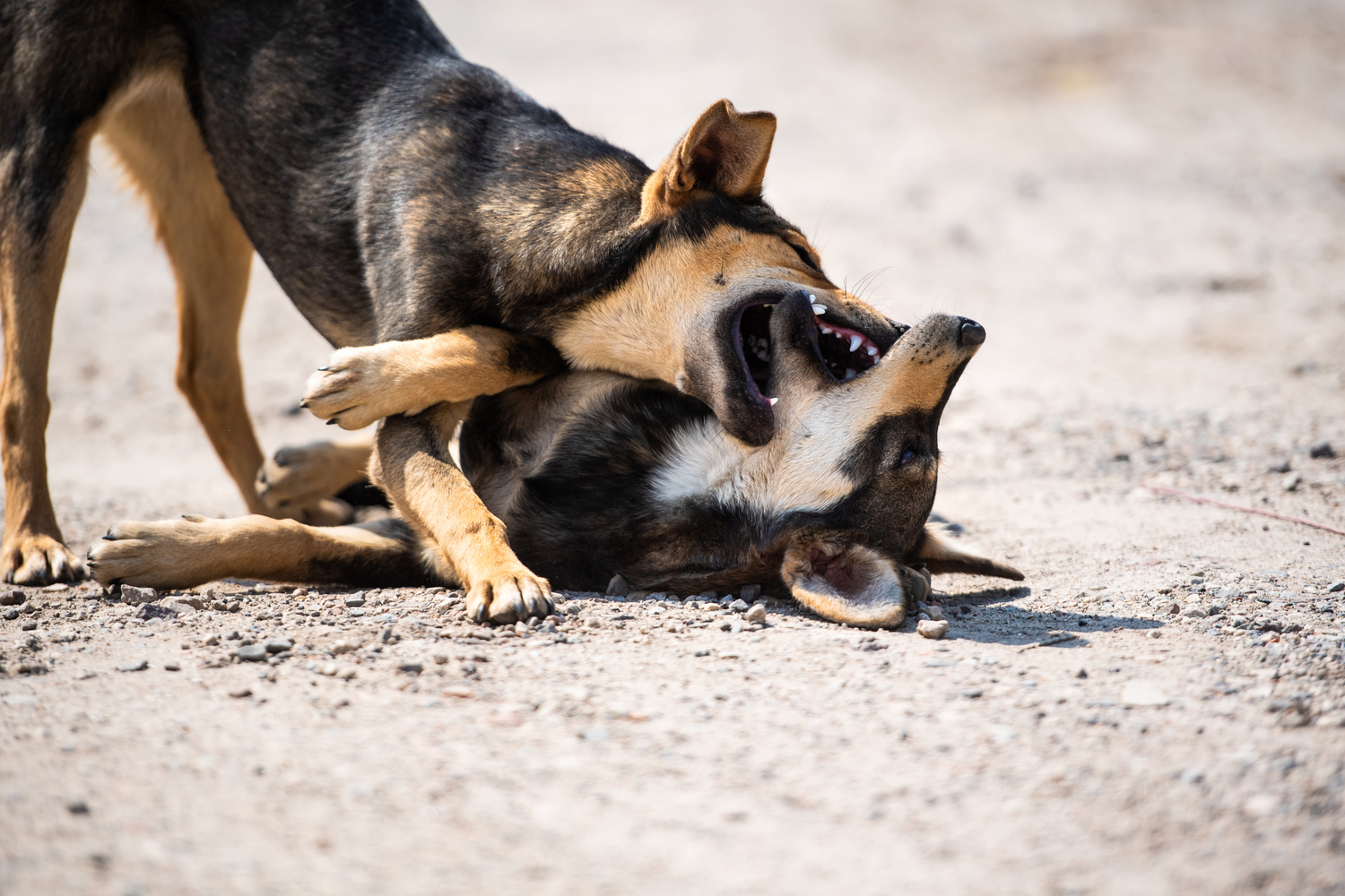 Cosa succede se il cane è stato morso da un altro cane?
