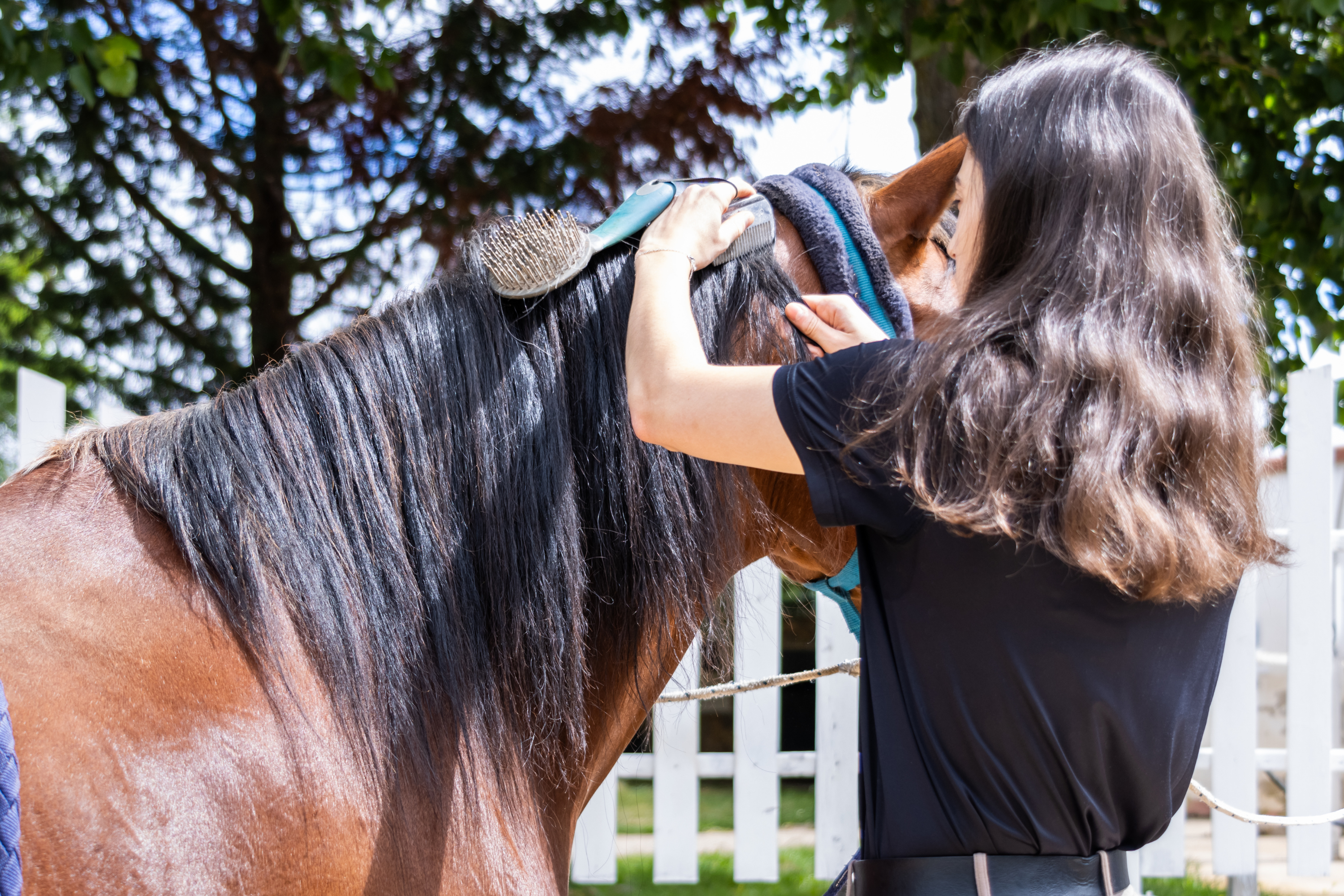 Criniera arruffata del cavallo: cause, rimedi e soluzioni professionali per una criniera lucida e setosa