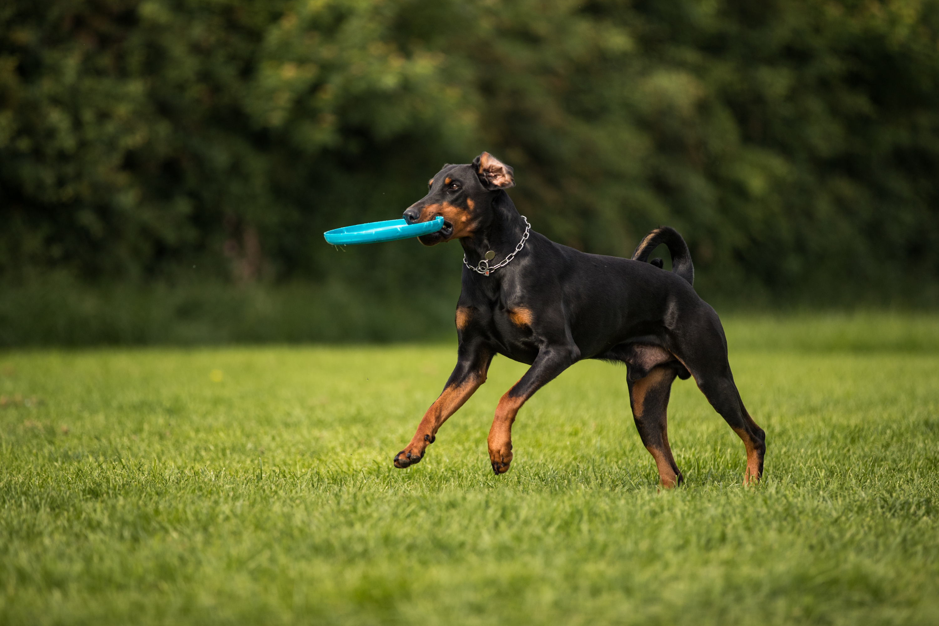 Doberman e Pinscher: Scopri il legame tra queste due razze affascinanti