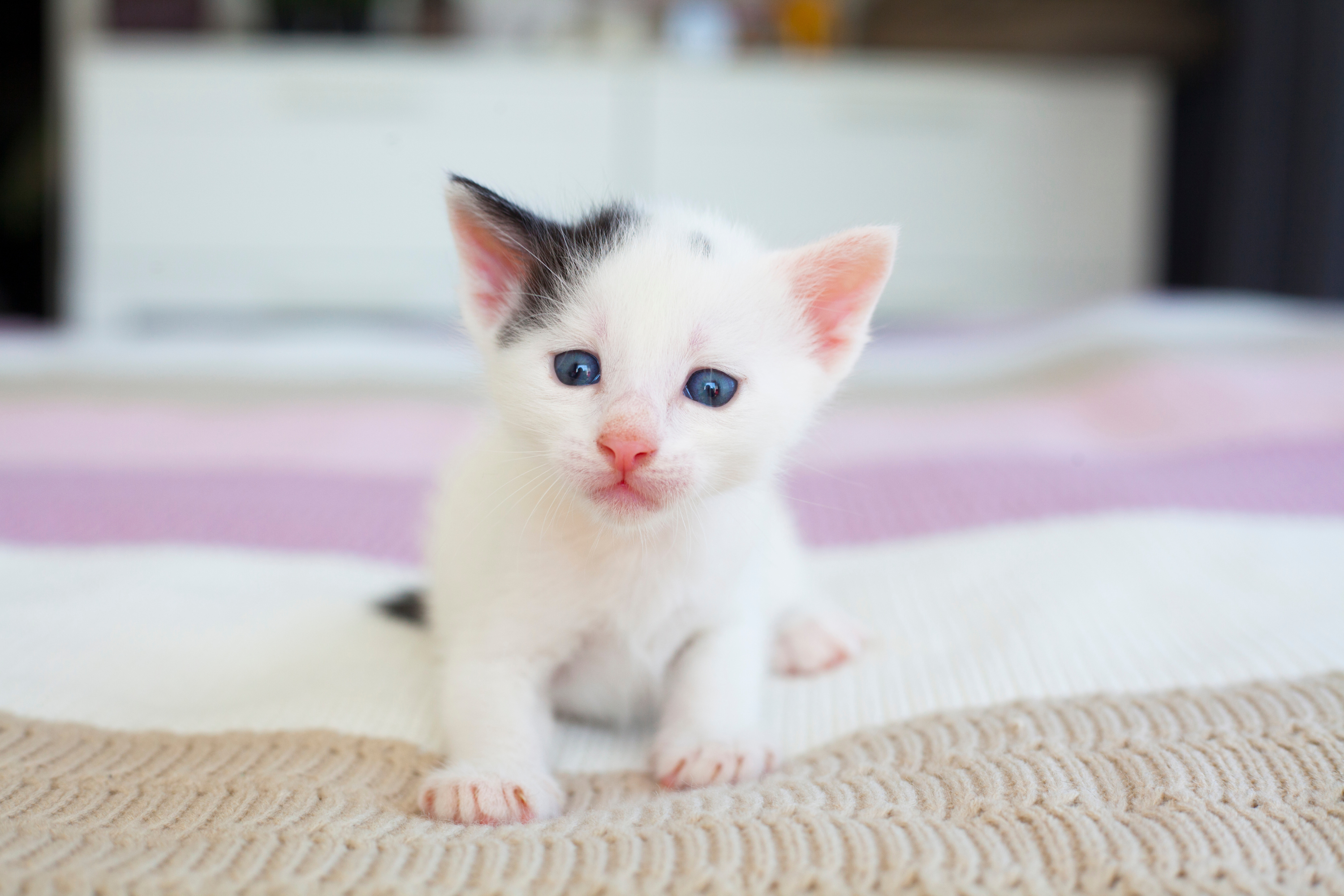 Dove Mettere la Cuccia del Gatto?