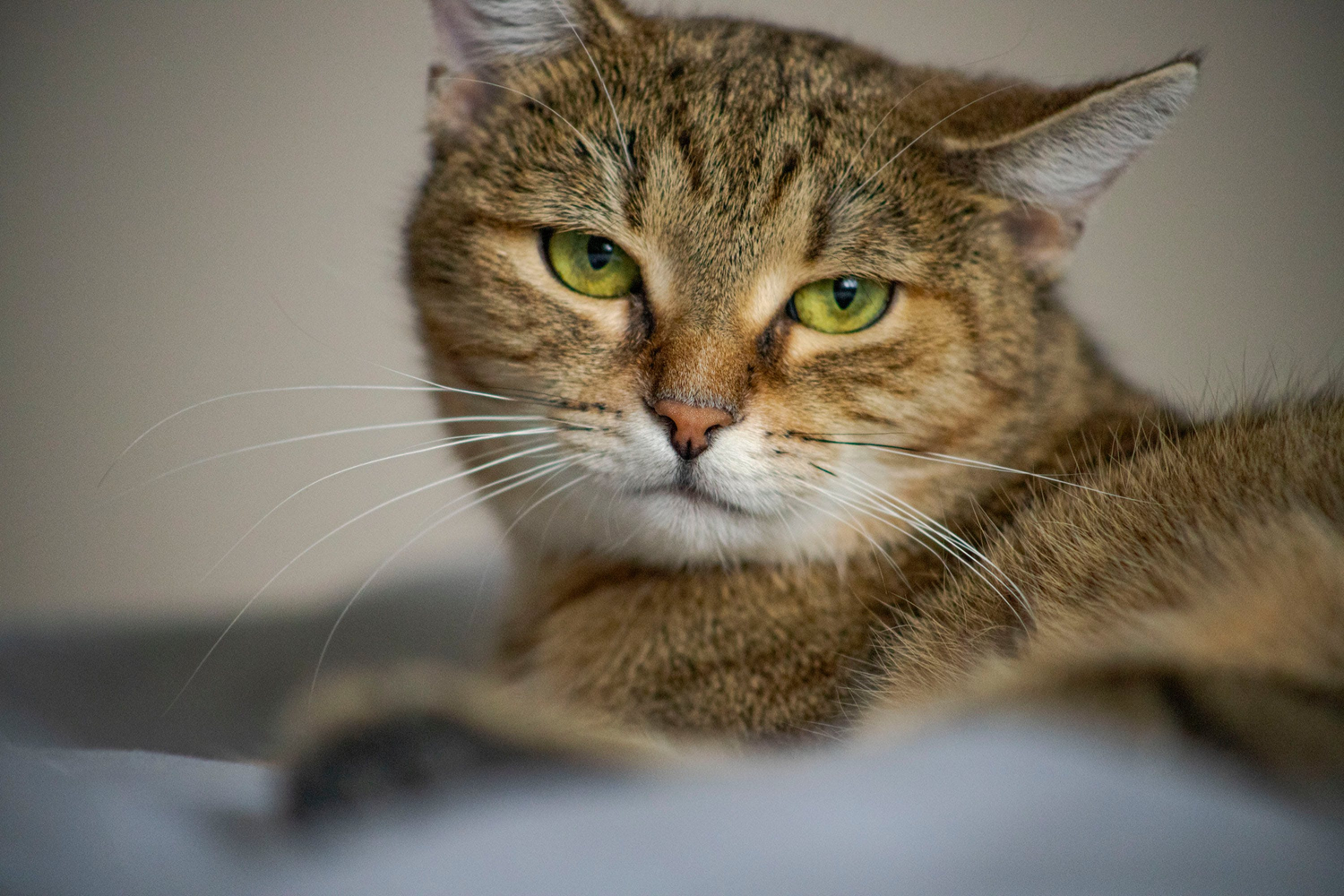 Effetti dell'erba gatta sui gatti: tutto quello che devi sapere