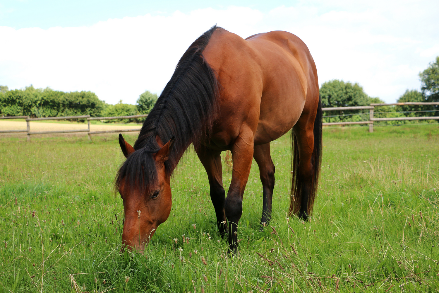 Erba Medica per Cavalli: La Guida Completa per una Nutrizione Ottimale