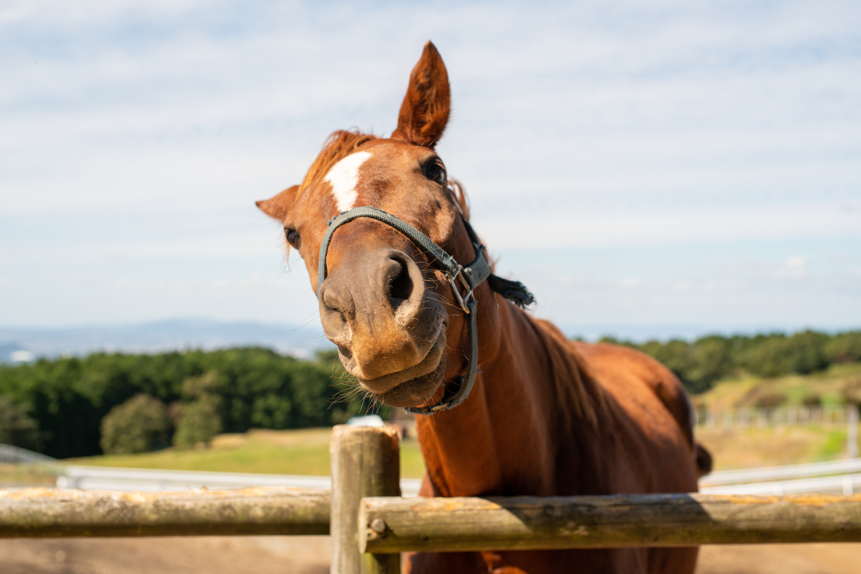 Fonti di energia per i cavalli: guida completa all'alimentazione equina