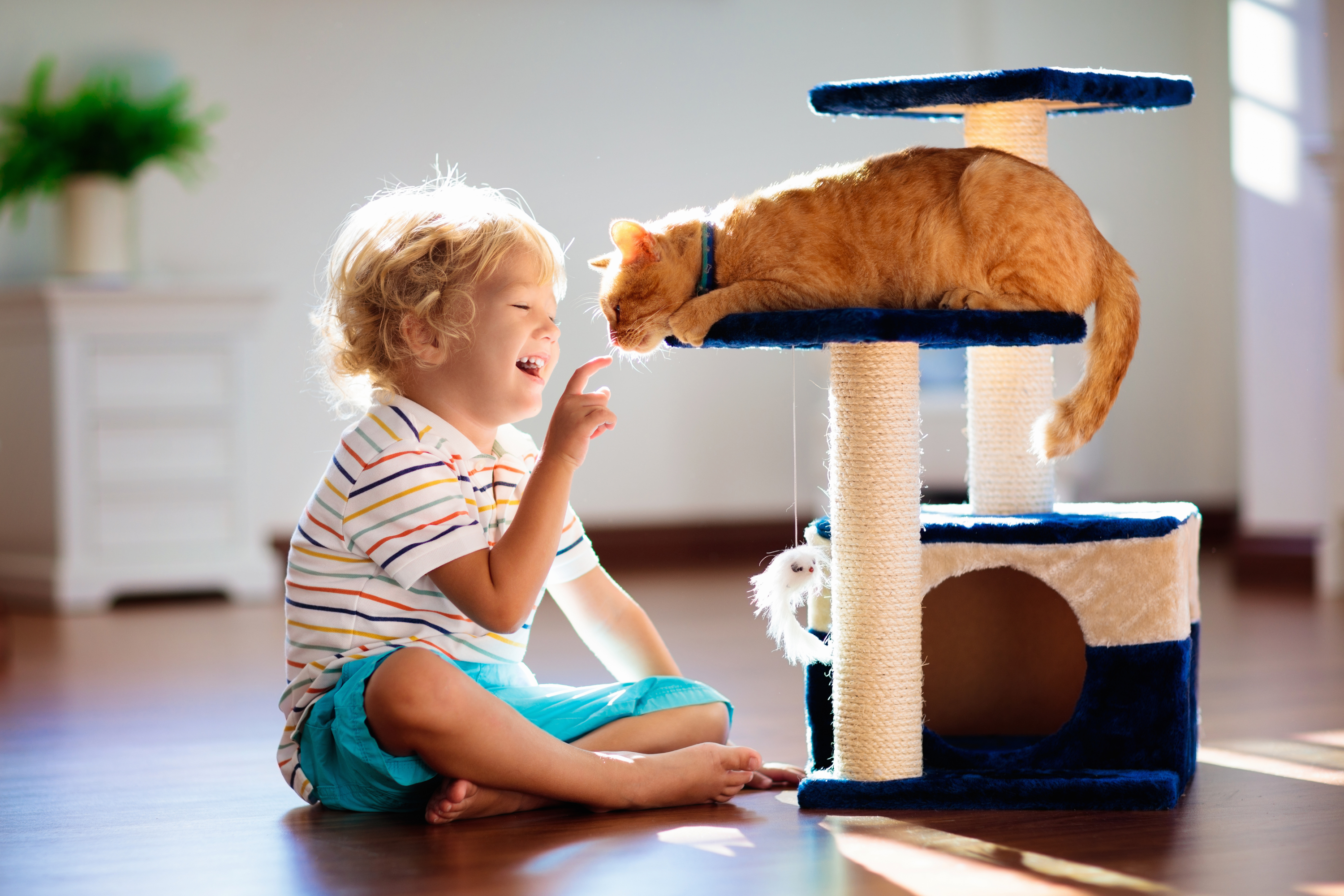 Gatti e bambini: come costruire un rapporto sereno e sicuro in famiglia