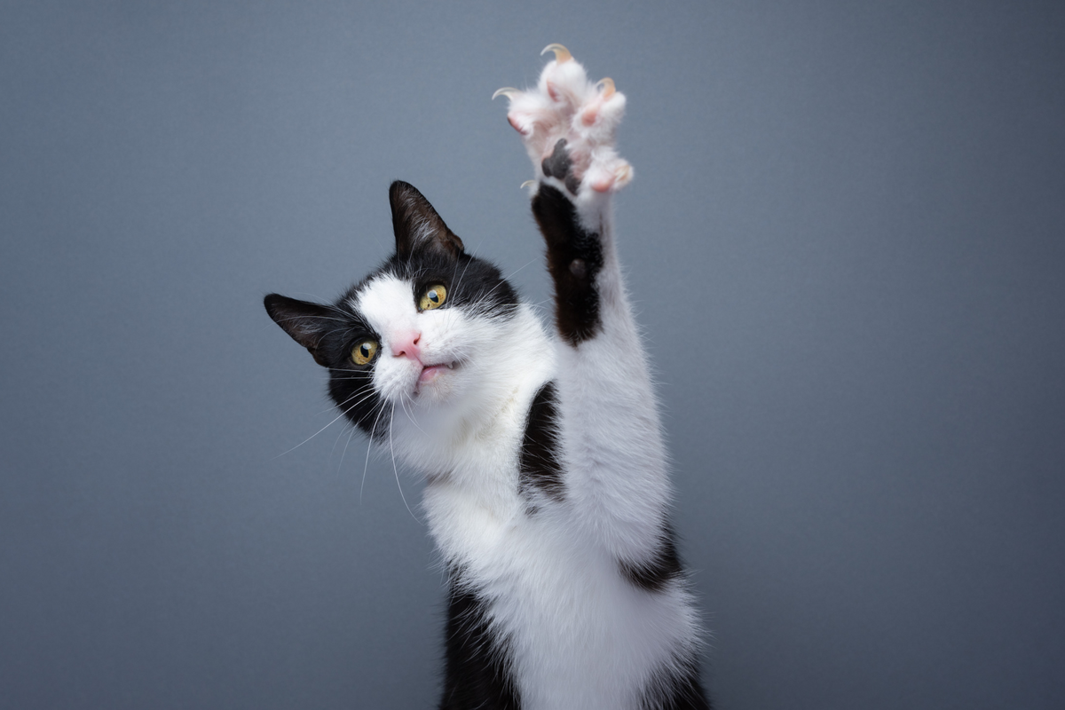 Gatti tuxedo: chi sono i gatti “in smoking” e come prendersene cura