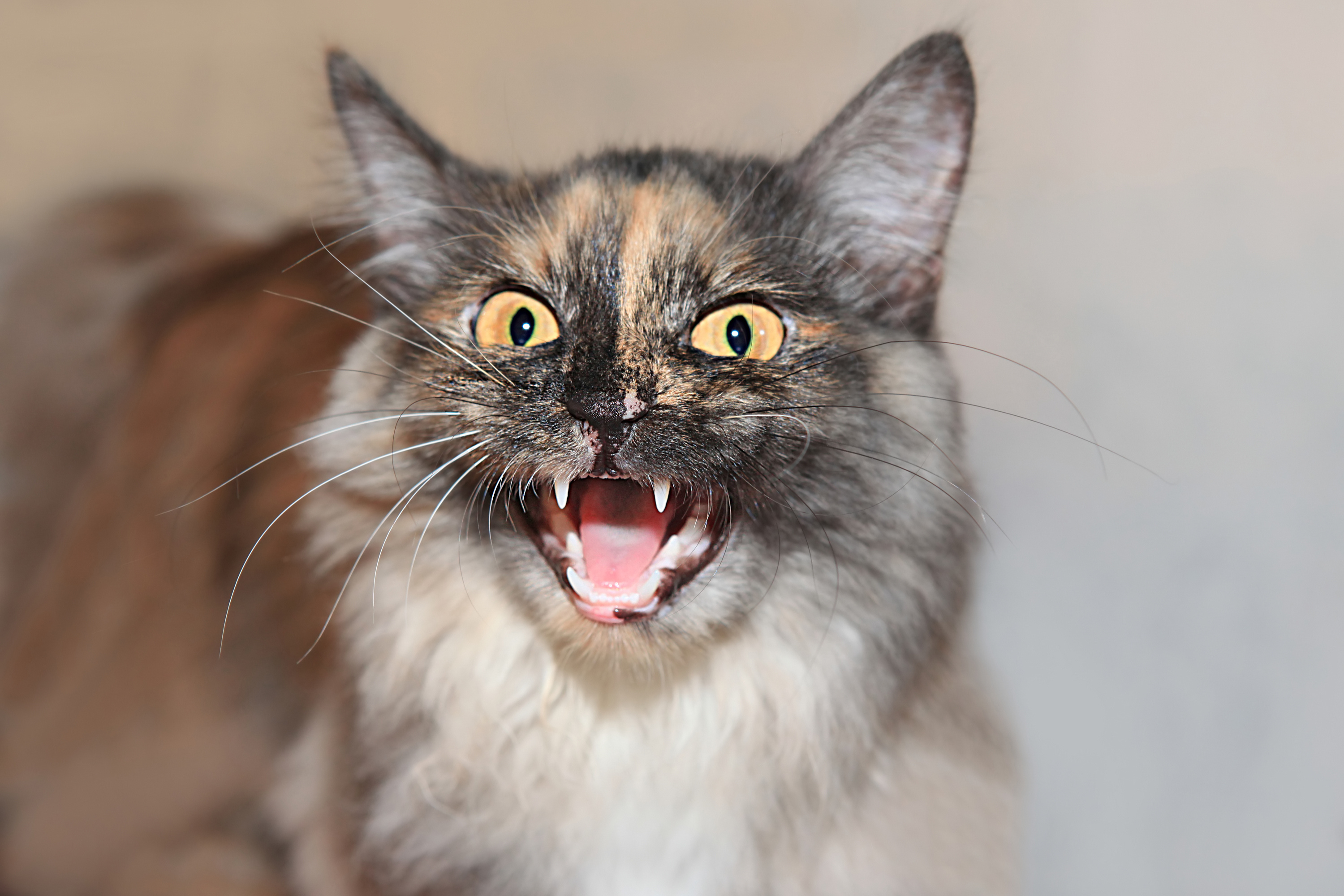 Gatto Improvvisamente Aggressivo: Quando Preoccuparsi