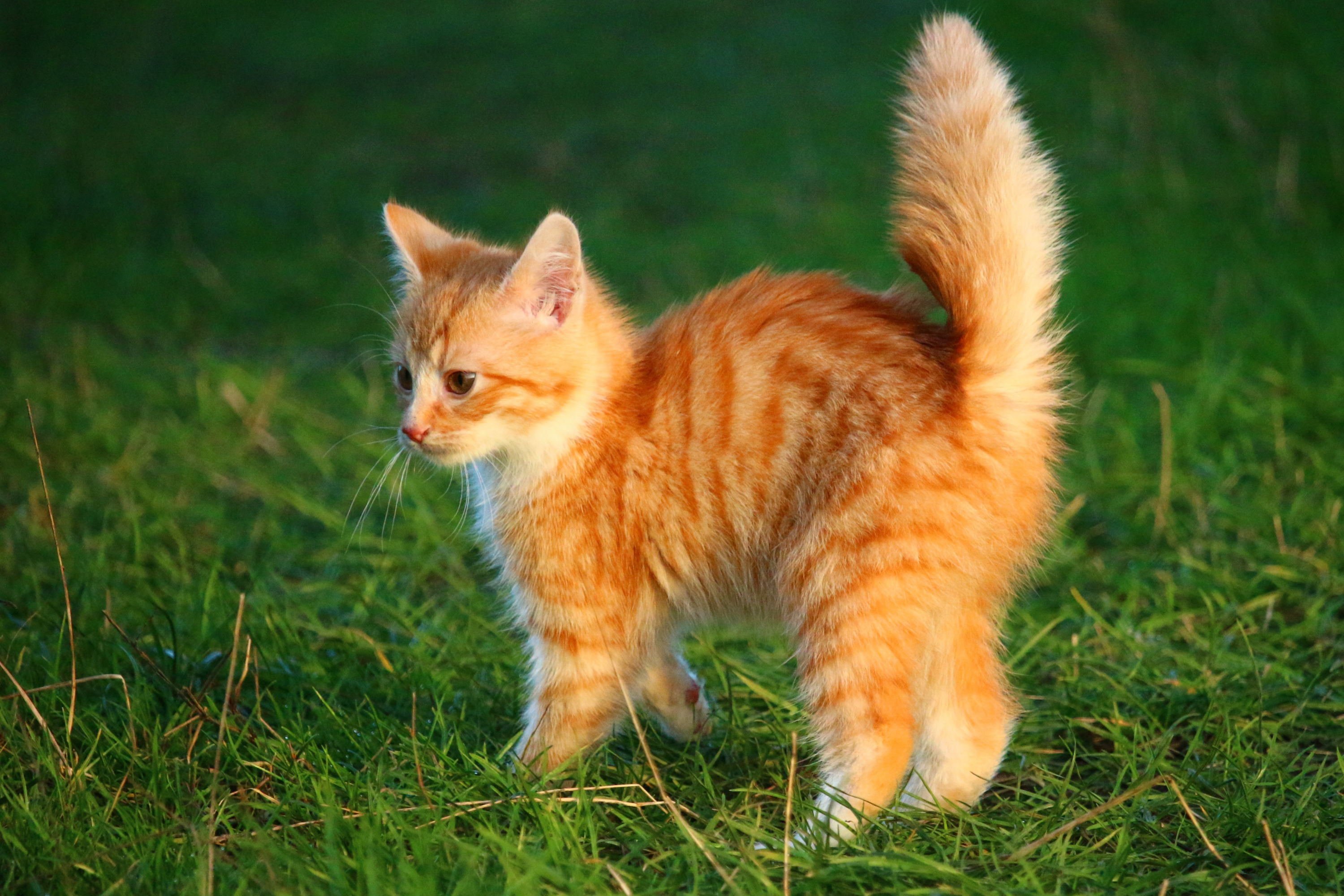 I 5 principali Pericoli Che Il Gatto Può Incontrare Per Strada