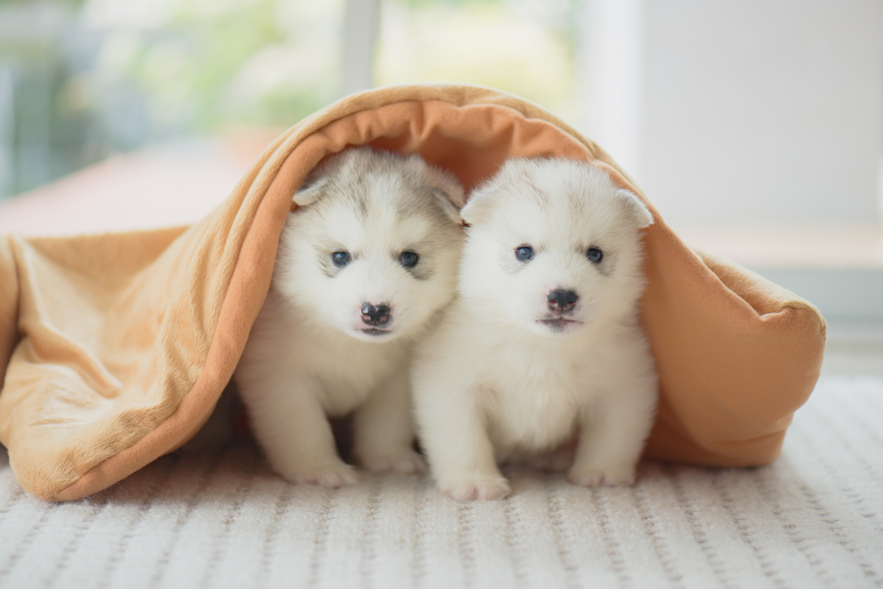 I Cani Hanno Bisogno della Coperta? Tutto Quello che Devi Sapere