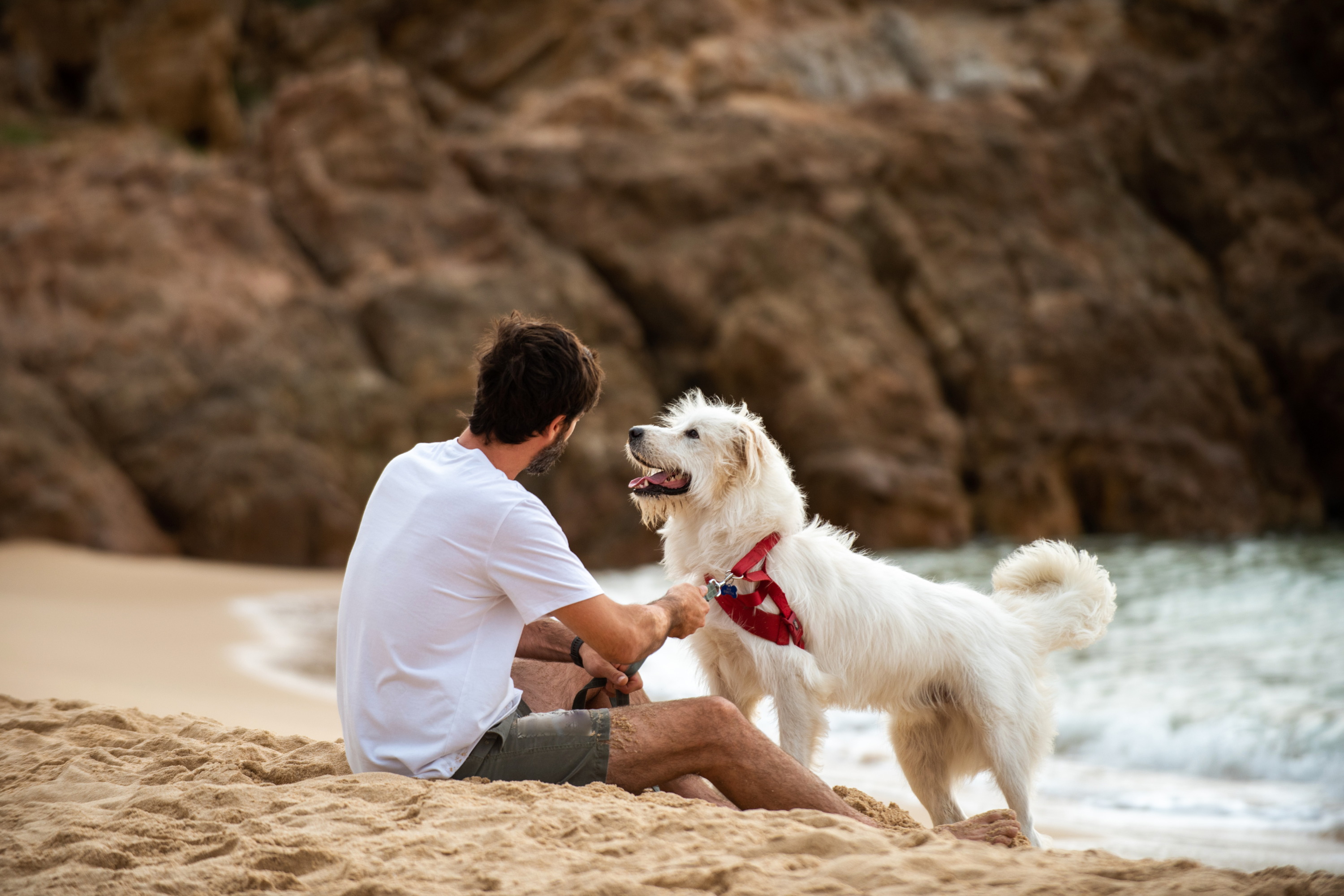 I Cani Possono Accedere alle Spiagge Libere?&nbsp;