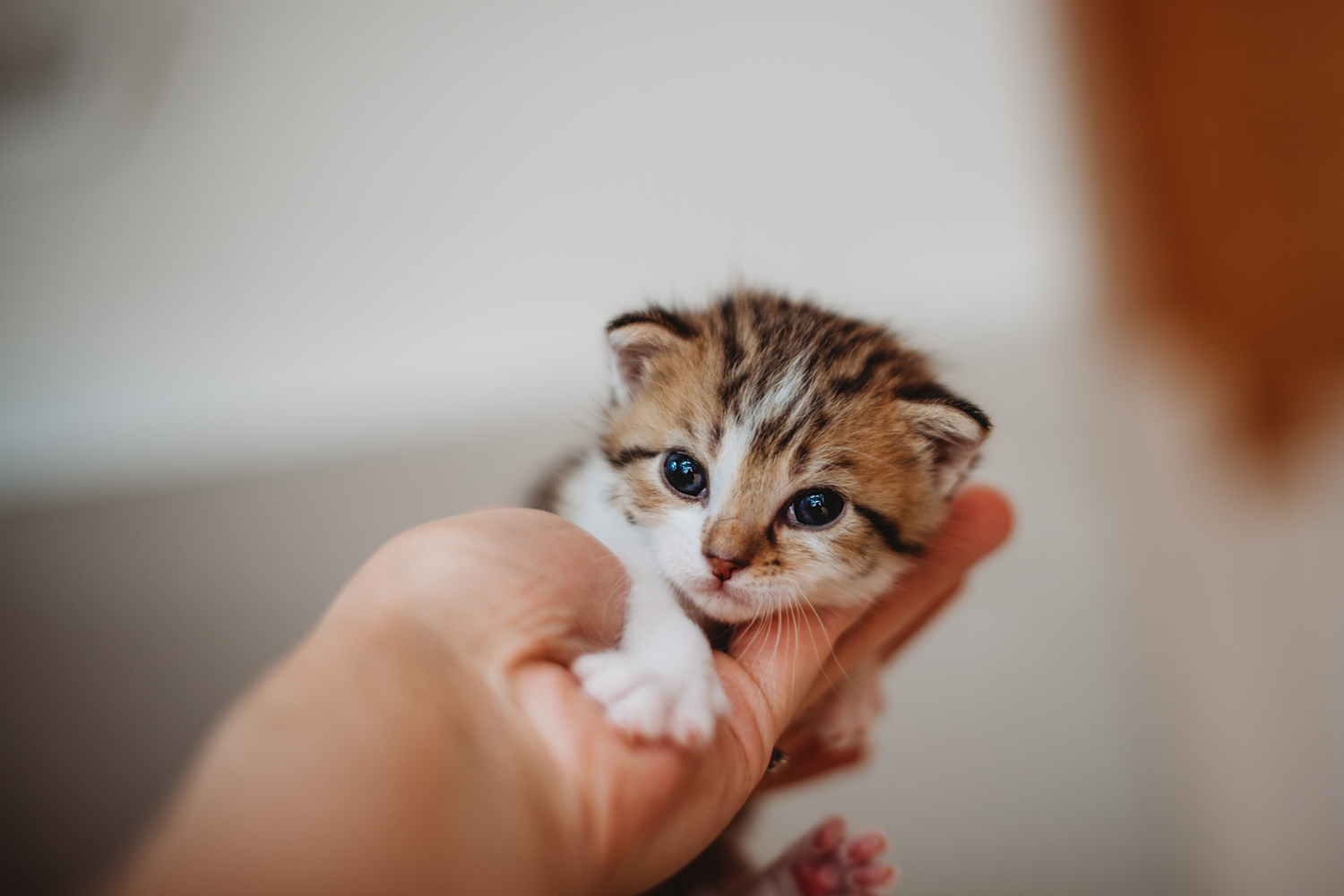 I Gattini Nascono Sordi? Tutto Quello che Devi Sapere sullo Sviluppo Sensoriale dei Cuccioli di Gatto