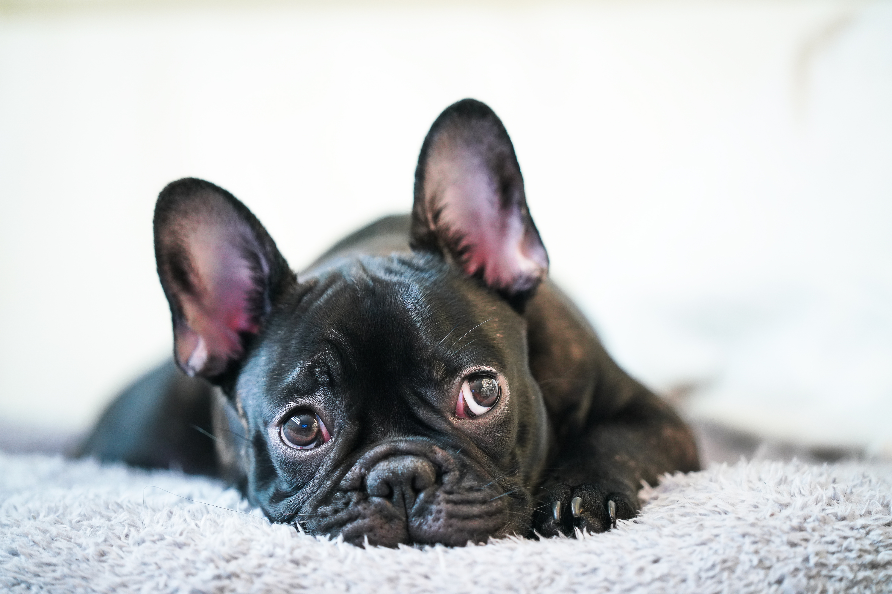 I Segnali che il Cane si Sta Annoiando: Come Riconoscerli