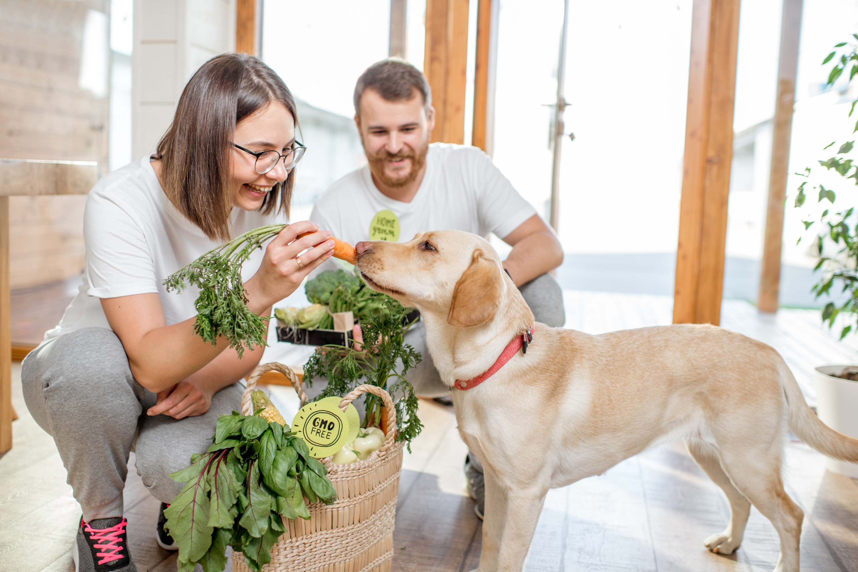 Il Cane Può Mangiare Le Carote? Benefici e Rischi